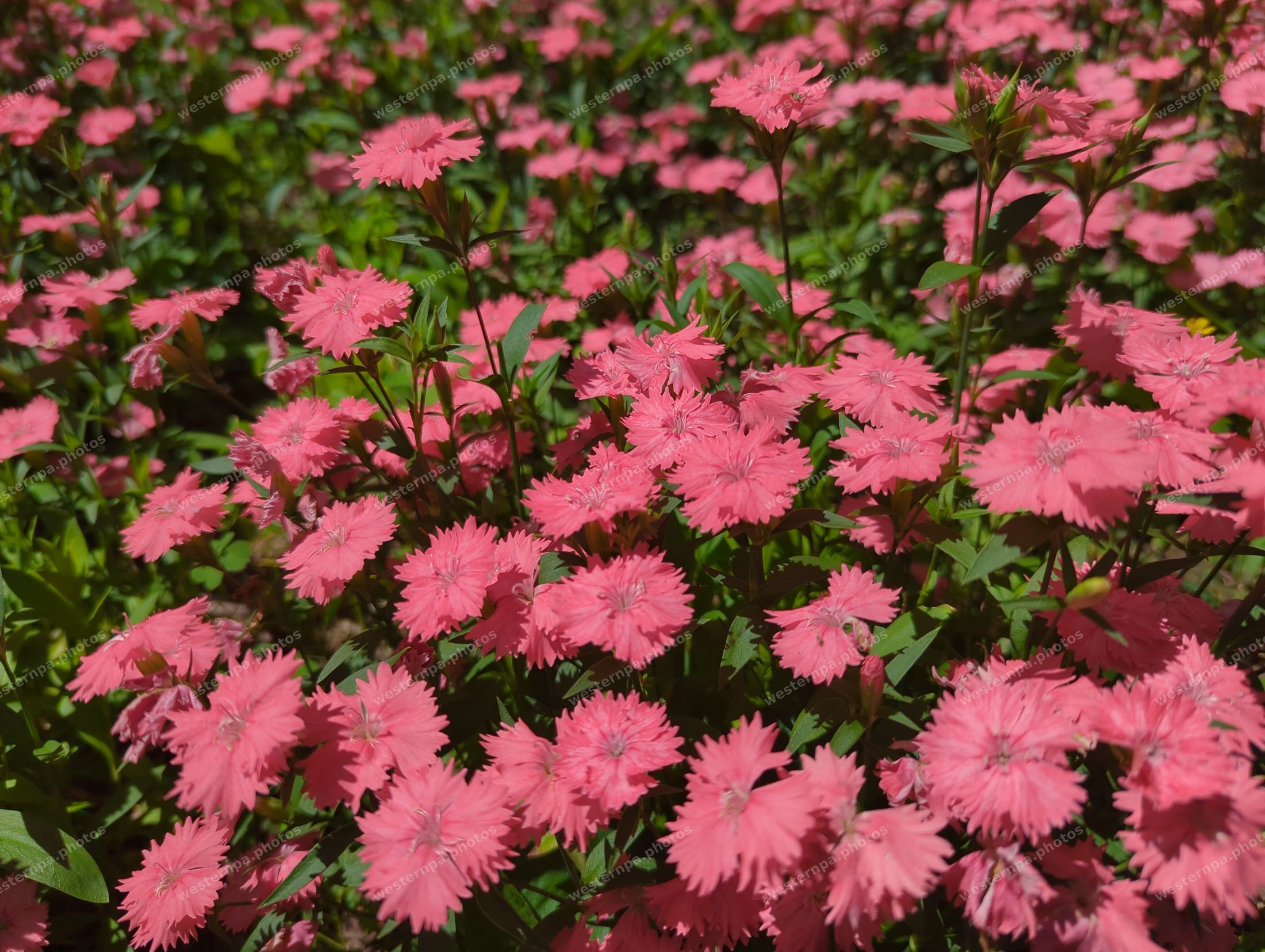 Dense bed of pink dianthus flowers in full bloom