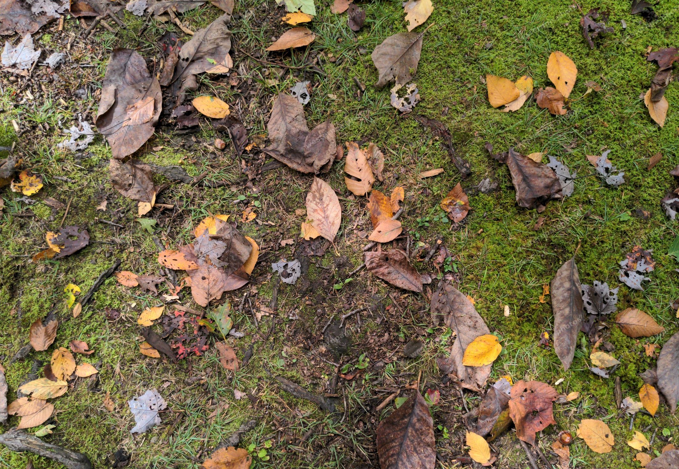 Brown and orange fallen leaves on bright green moss and grass