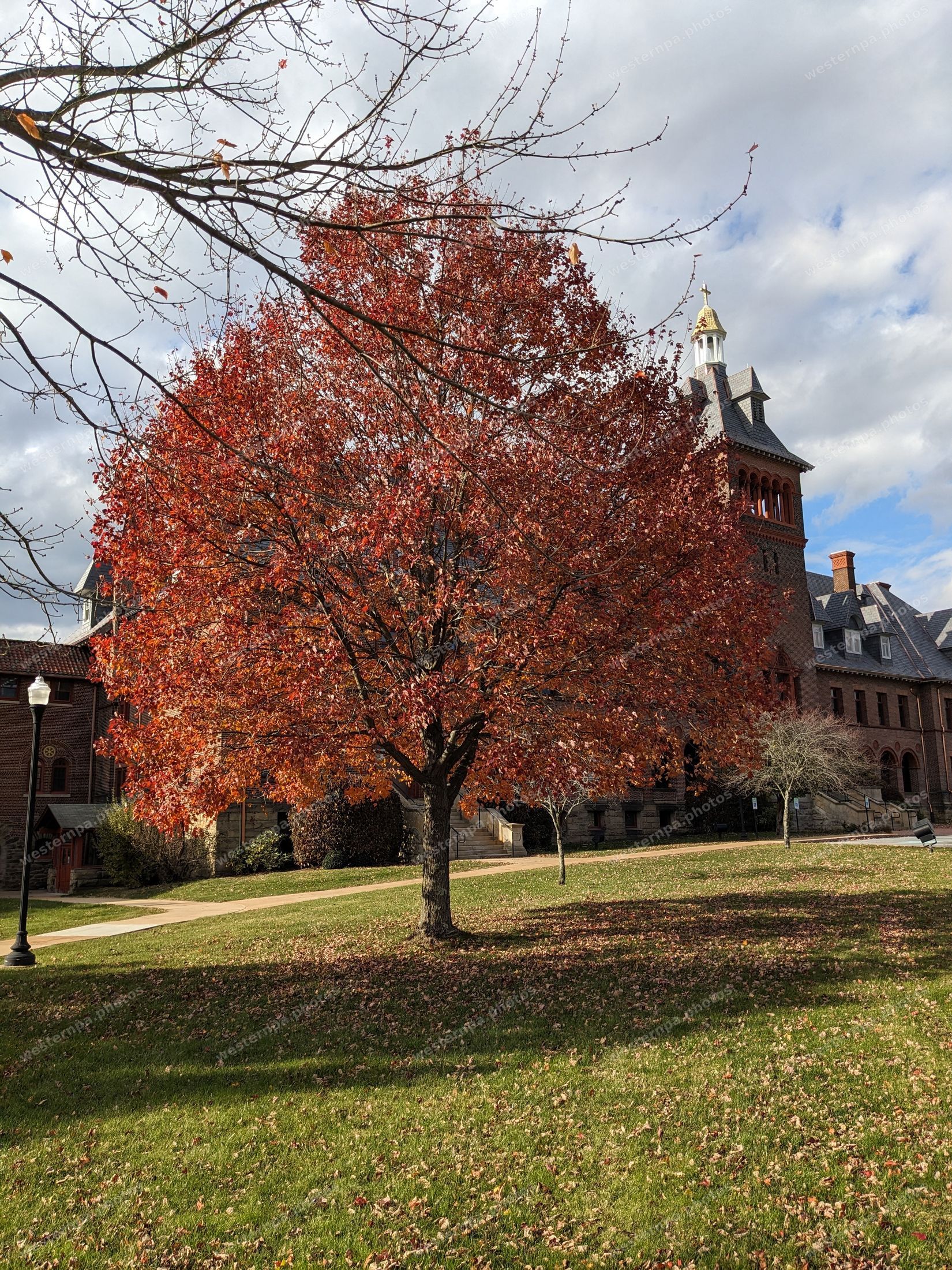 Red autumn tree in front of a brick building