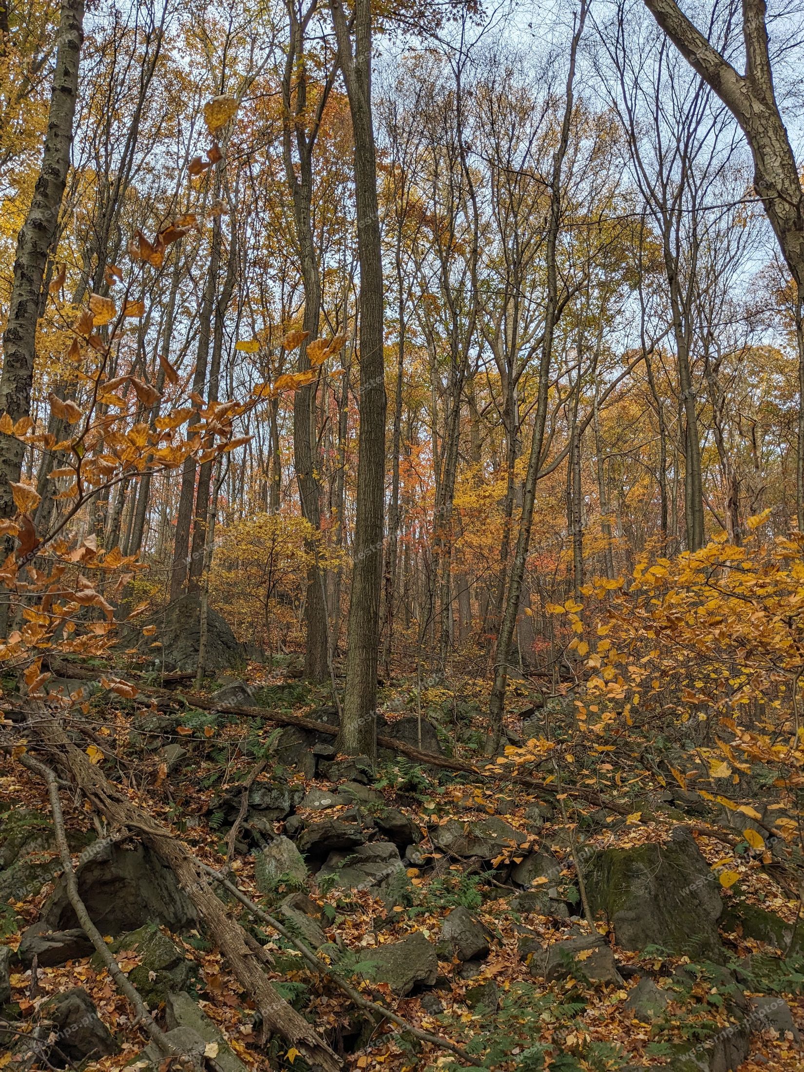 Autumn forest on a rocky hillside