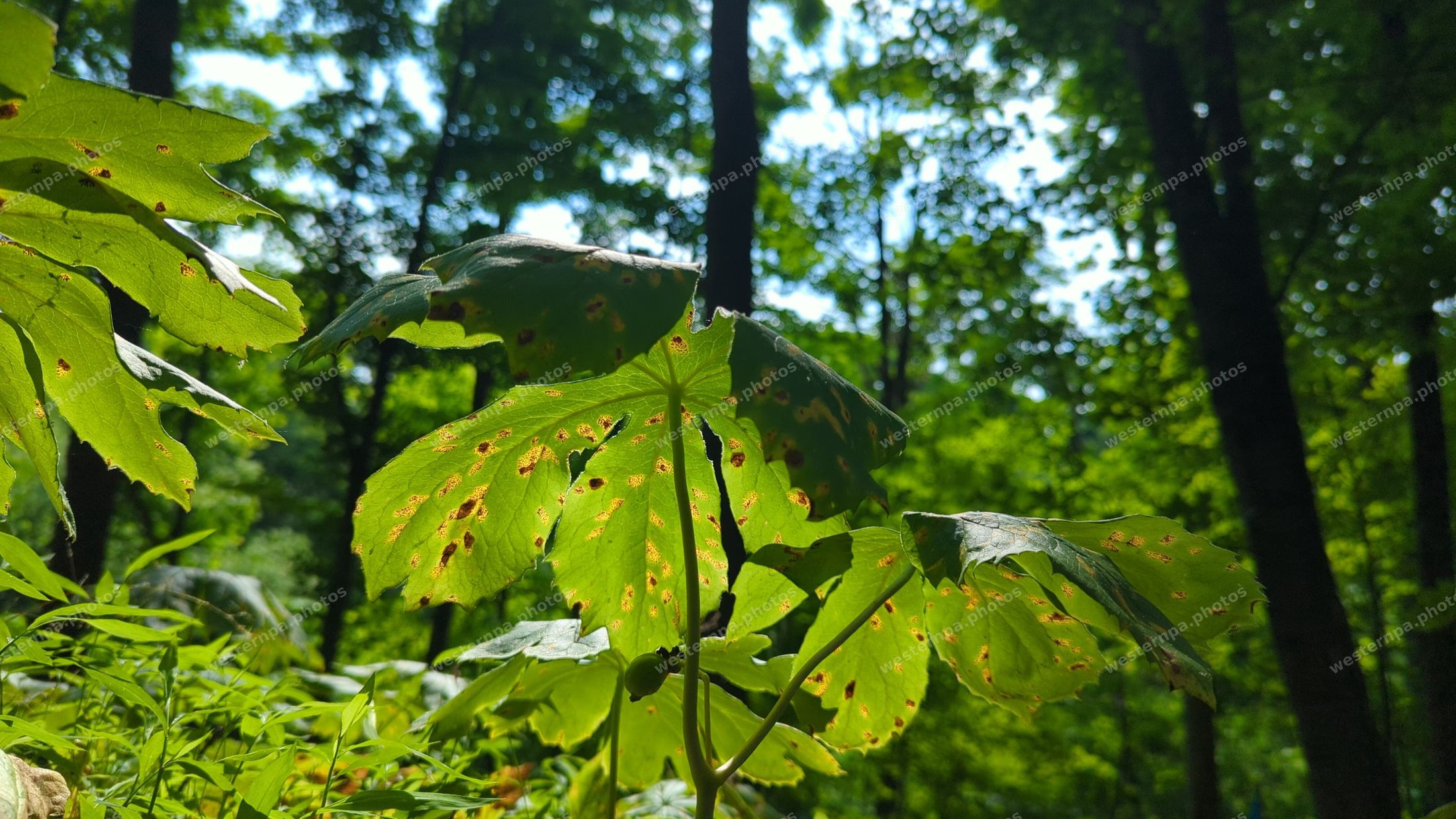 Backlit green mayapple leaves in the forest