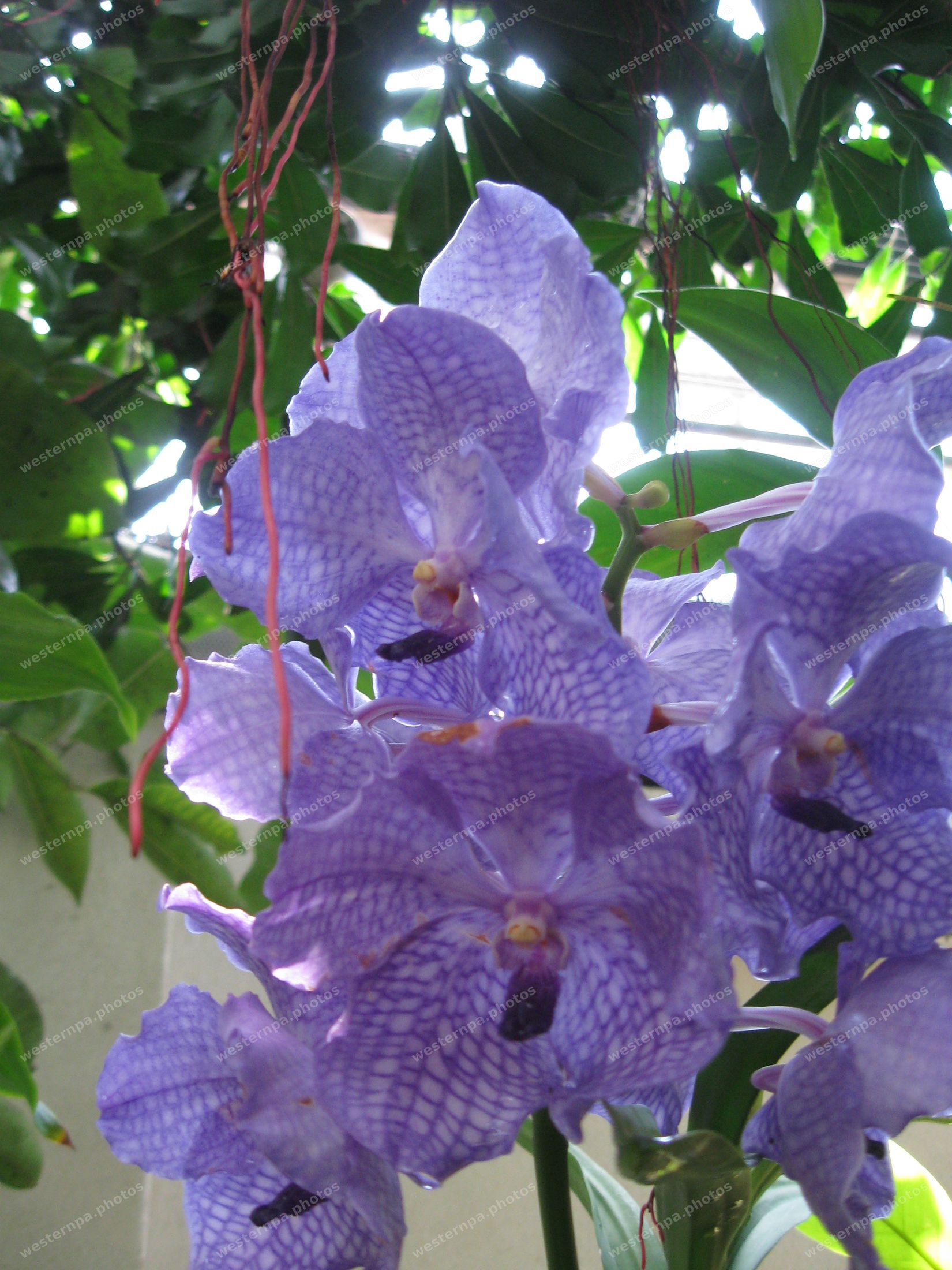 Lavender-blue checkered vanda orchid blooms with aerial roots in a glasshouse