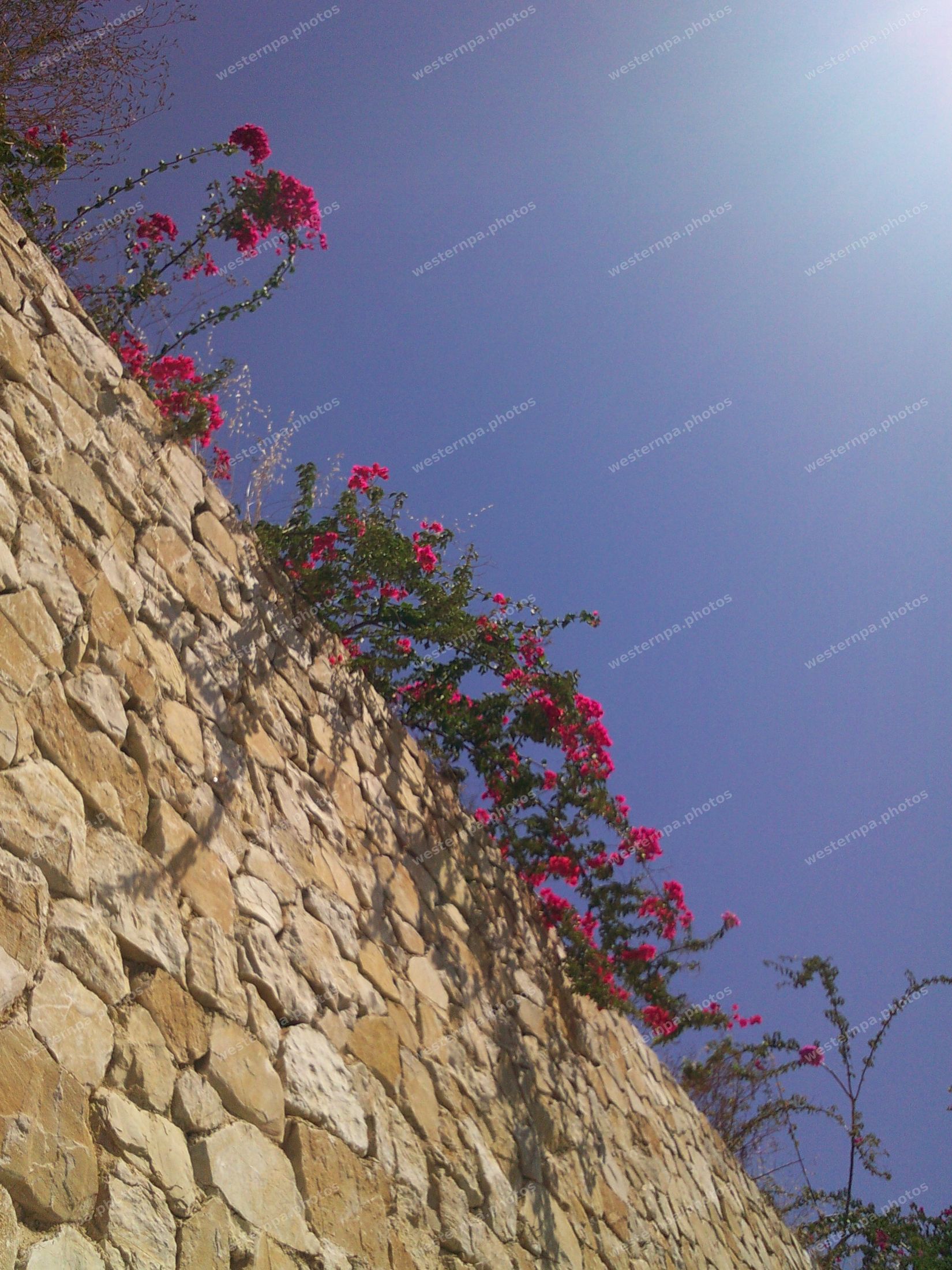 Magenta bougainvillea flowers climbing a stone fortress wall against deep blue sky