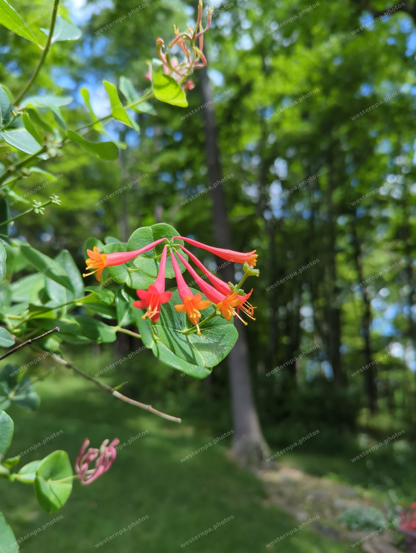 Red and orange tubular coral honeysuckle flowers on a climbing vine