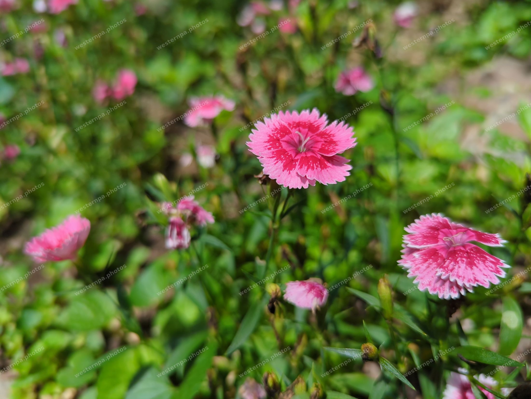 Close-up of two vivid pink fringed dianthus flowers with a blurred garden background