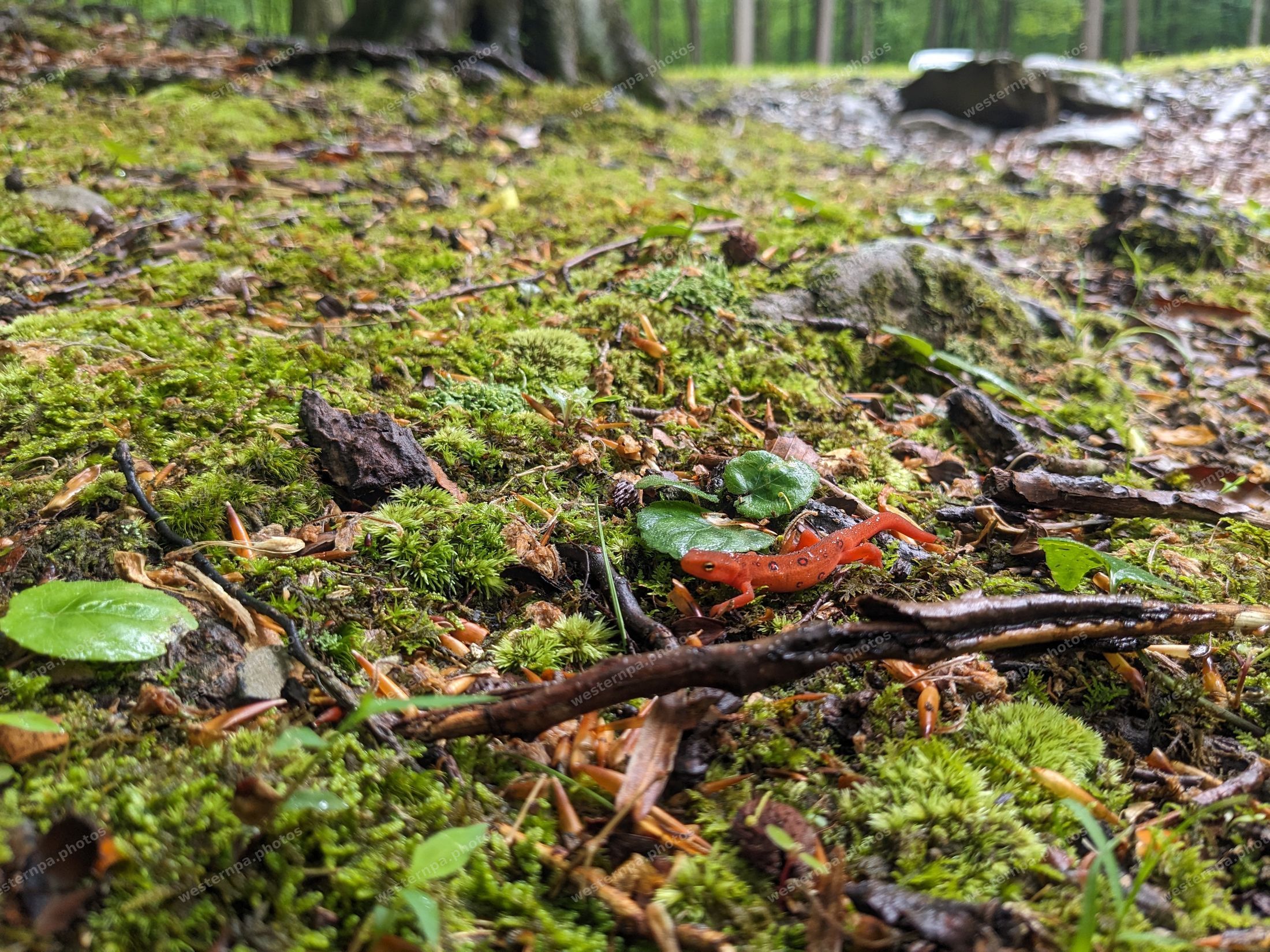 Small orange newt on a mossy forest floor