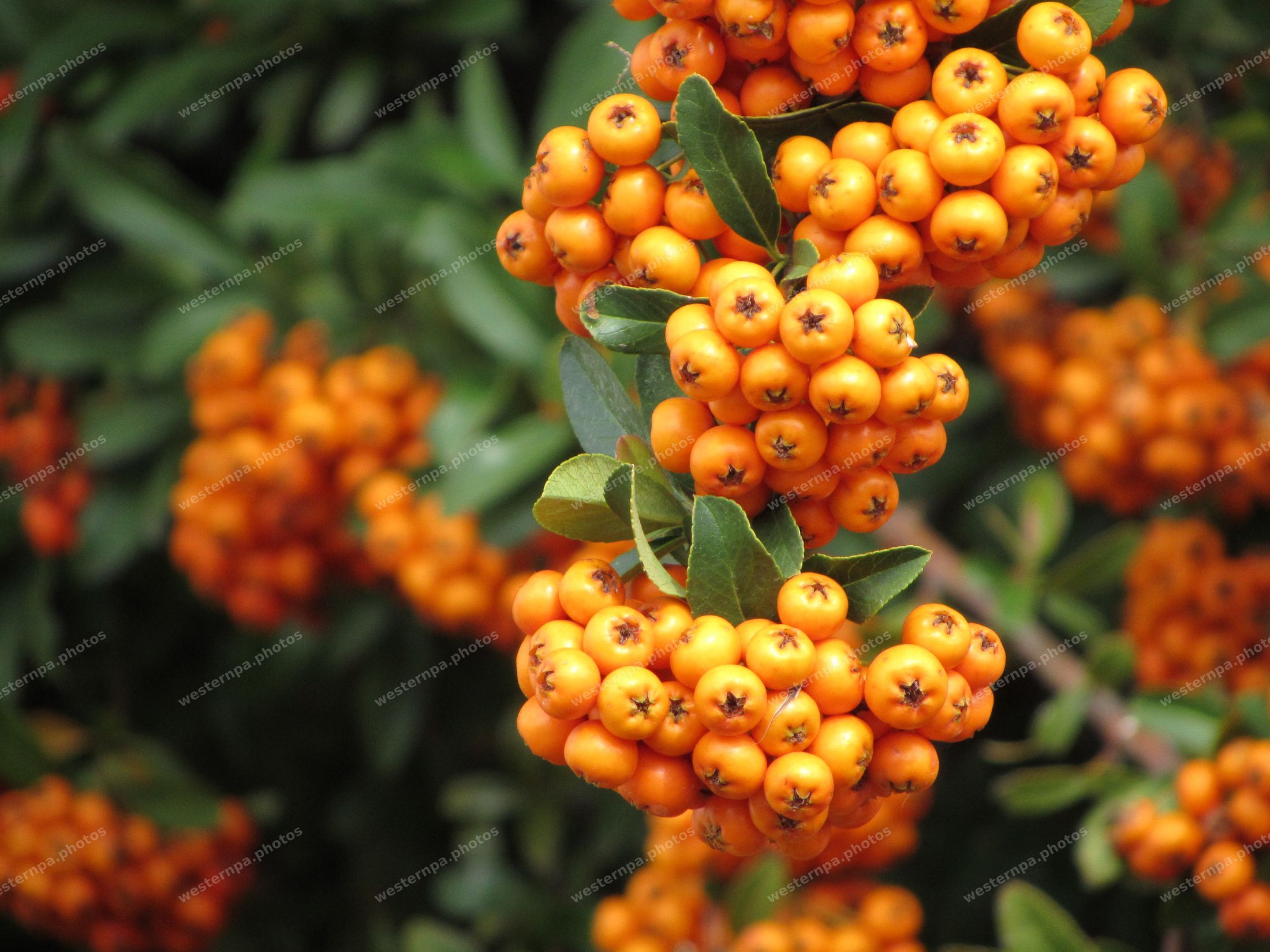 Close-up of bright orange pyracantha berry clusters with small green leaves