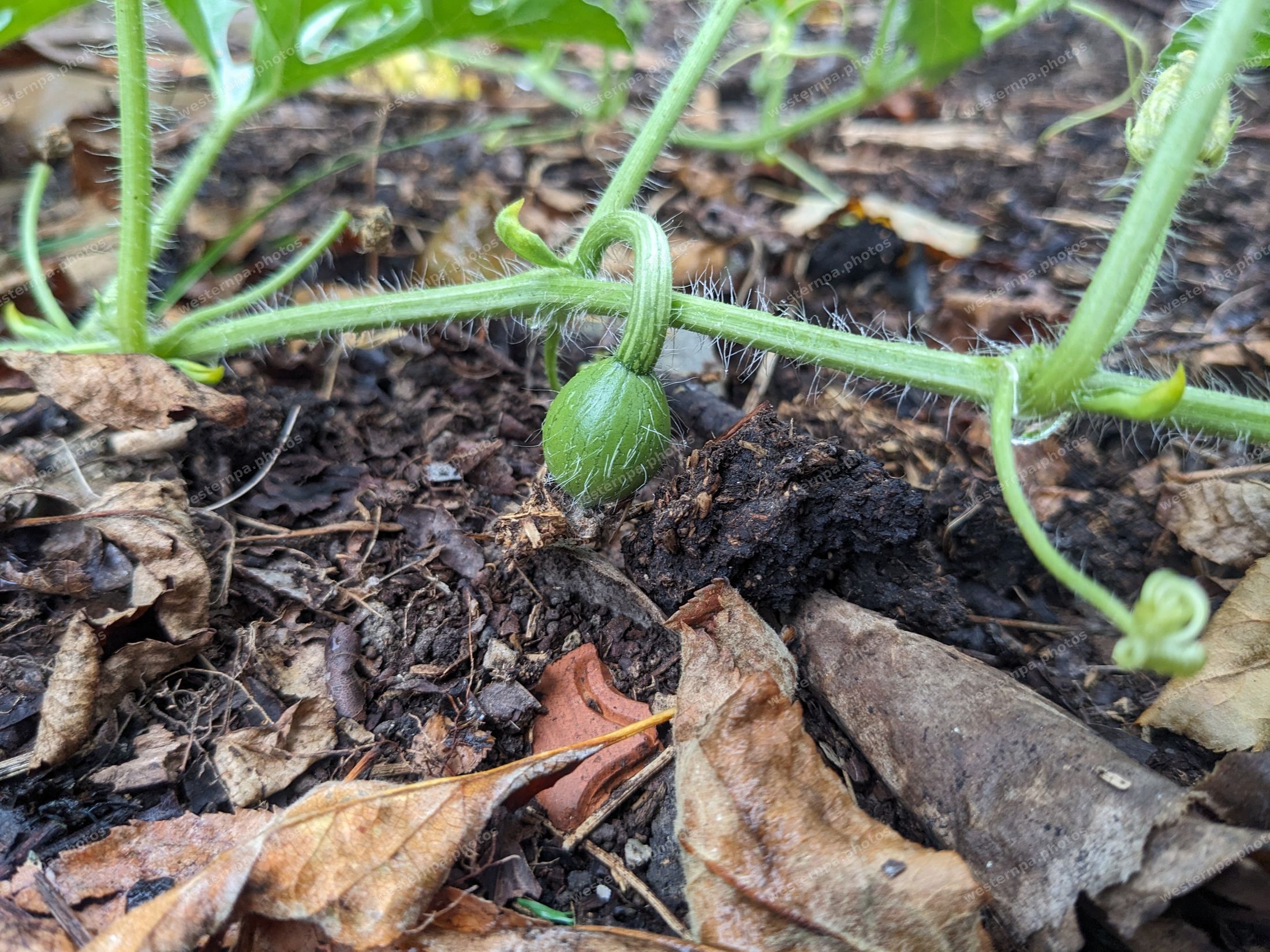 Small green watermelon growing on a vine