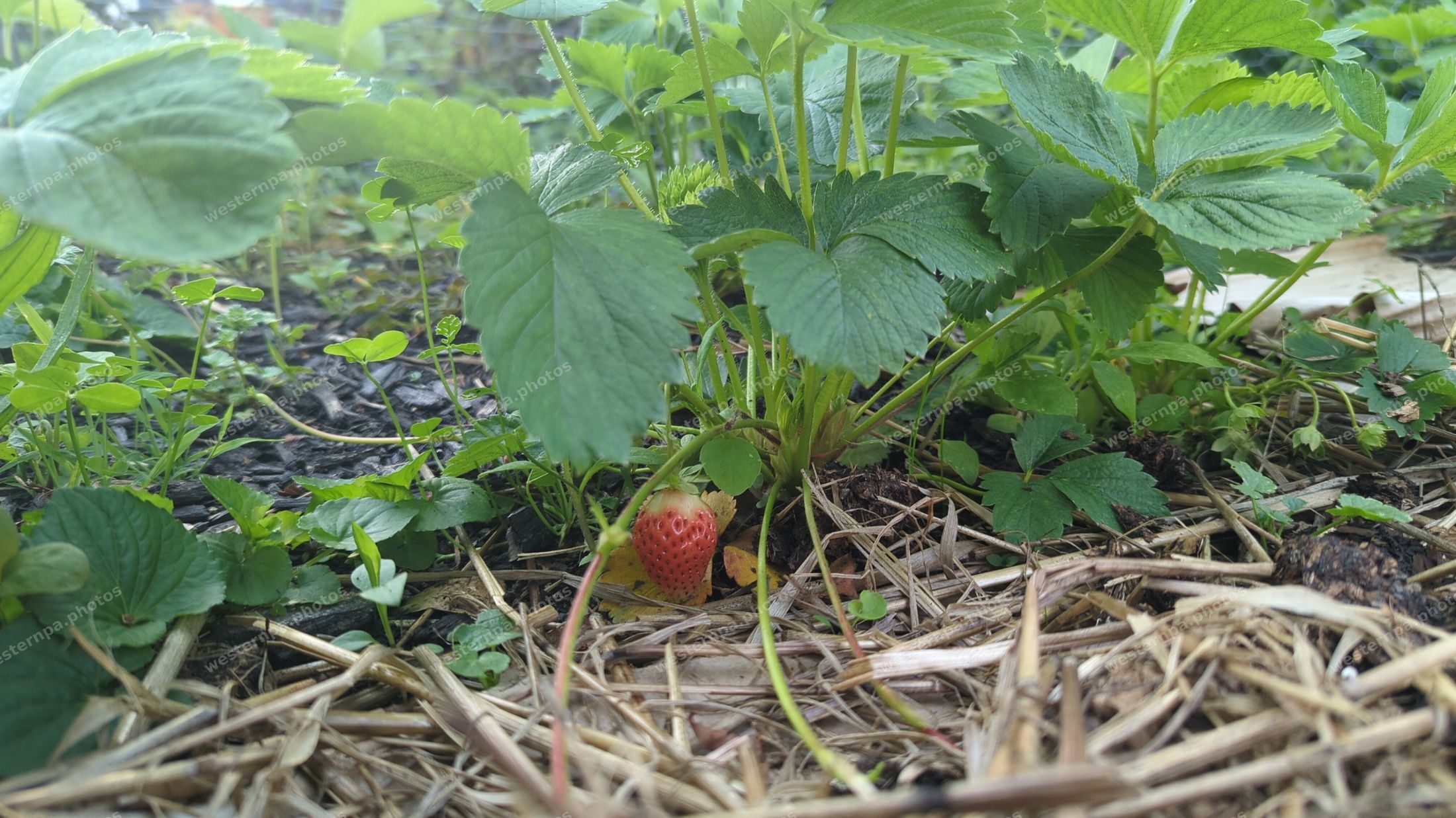 Ripening strawberry among green leaves and straw