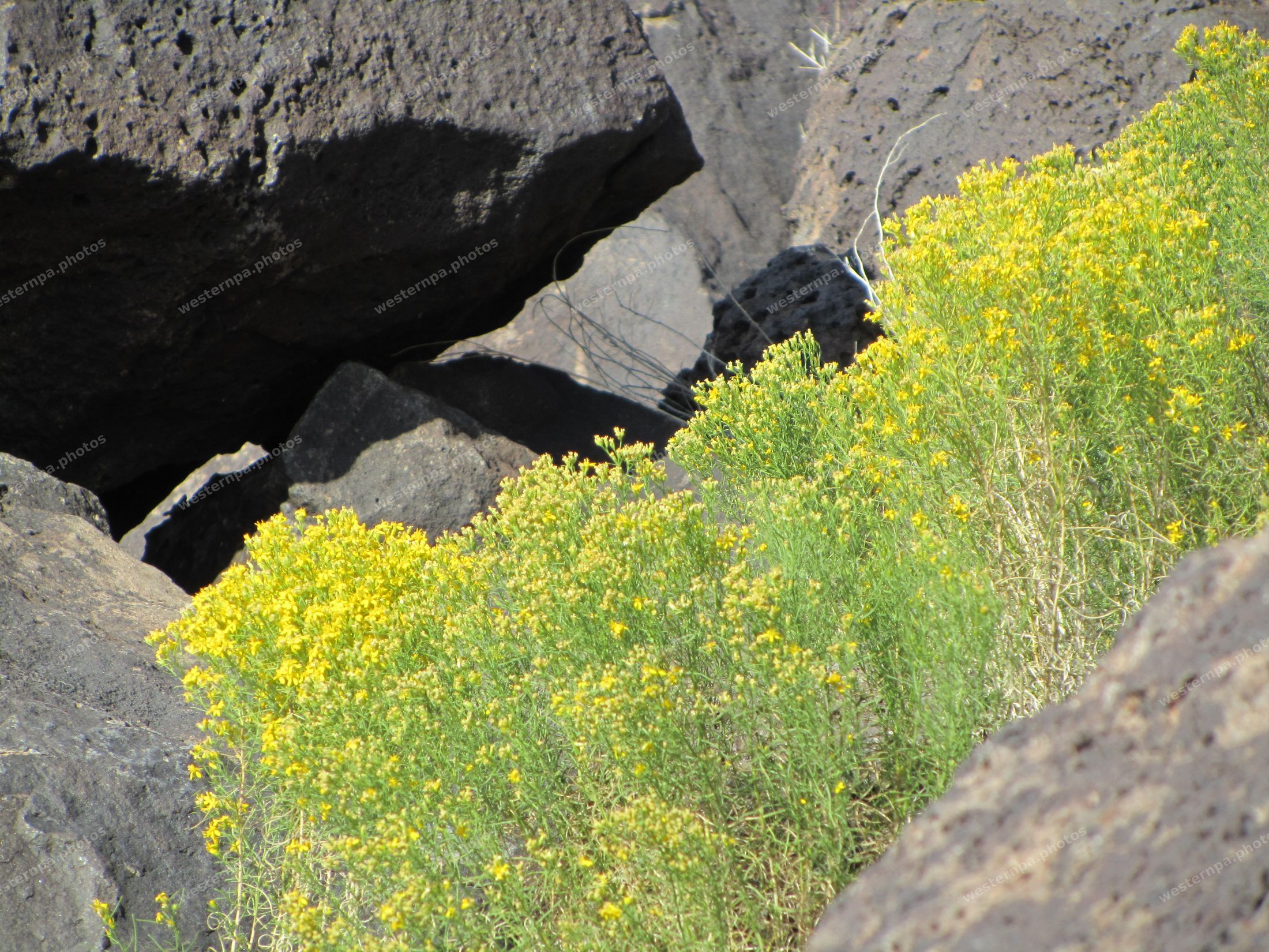 Yellow rabbitbrush flowers blooming between dark volcanic basalt boulders