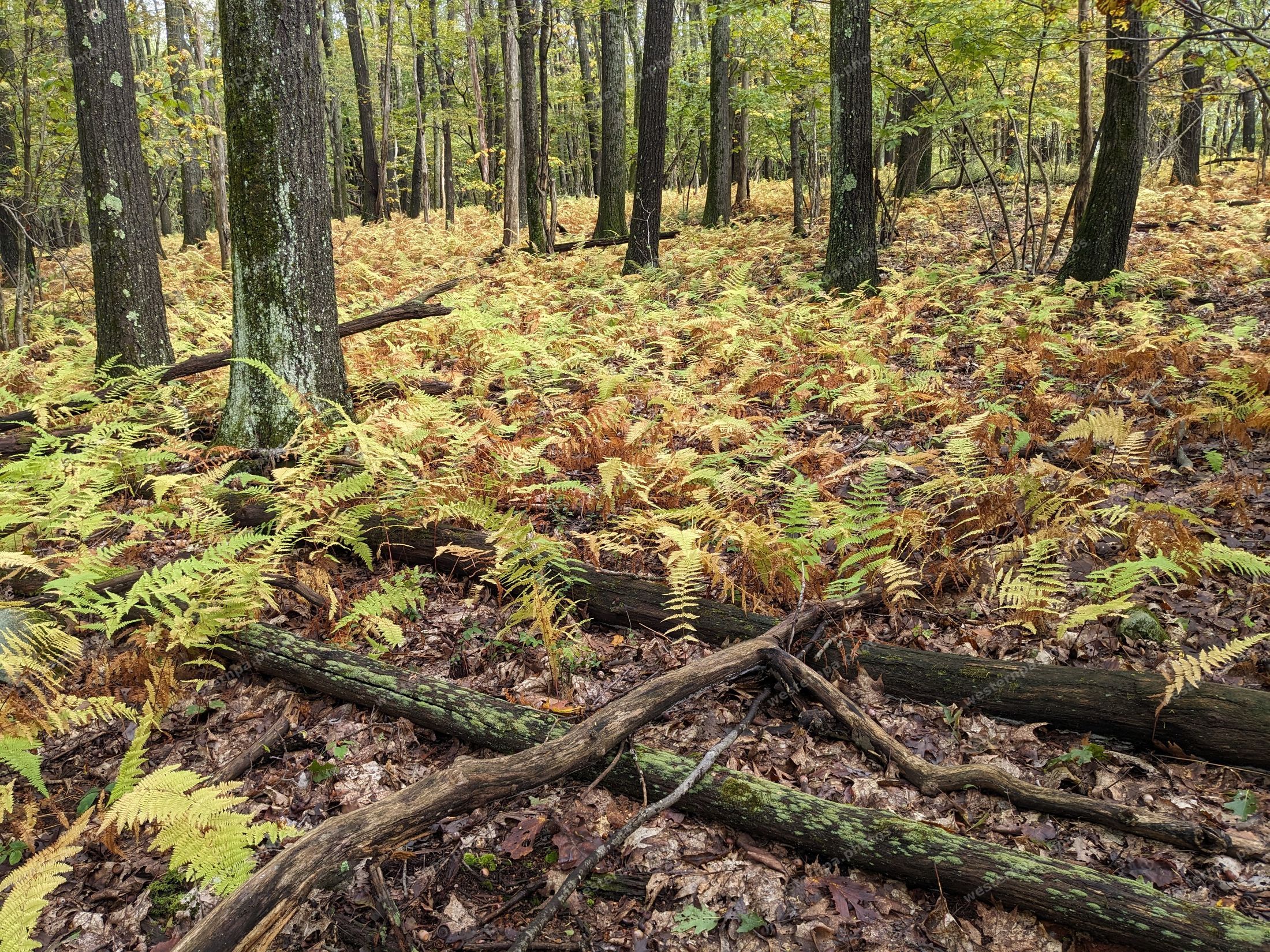Forest floor covered in golden autumn ferns