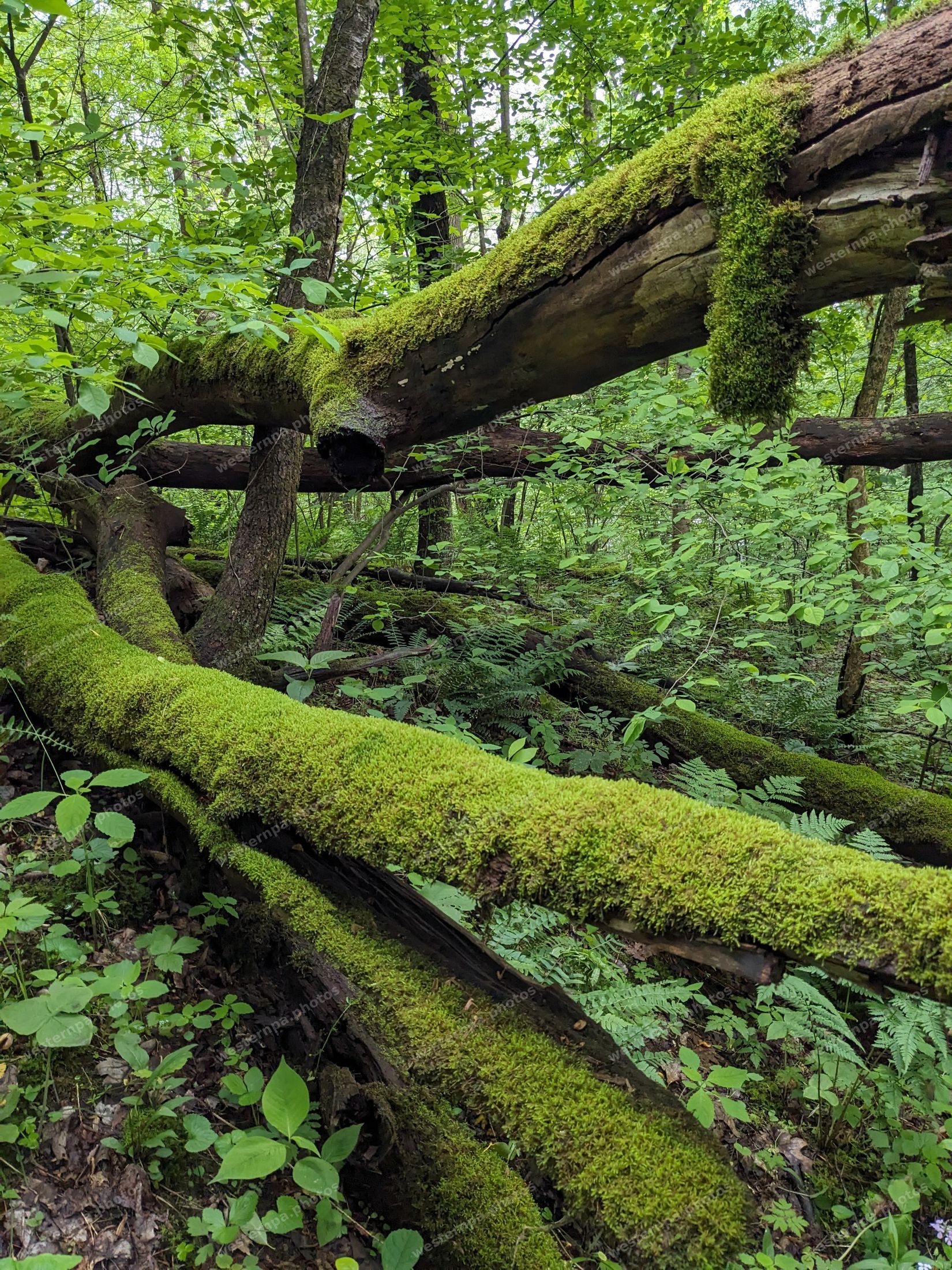 Moss-covered logs in a vivid green forest