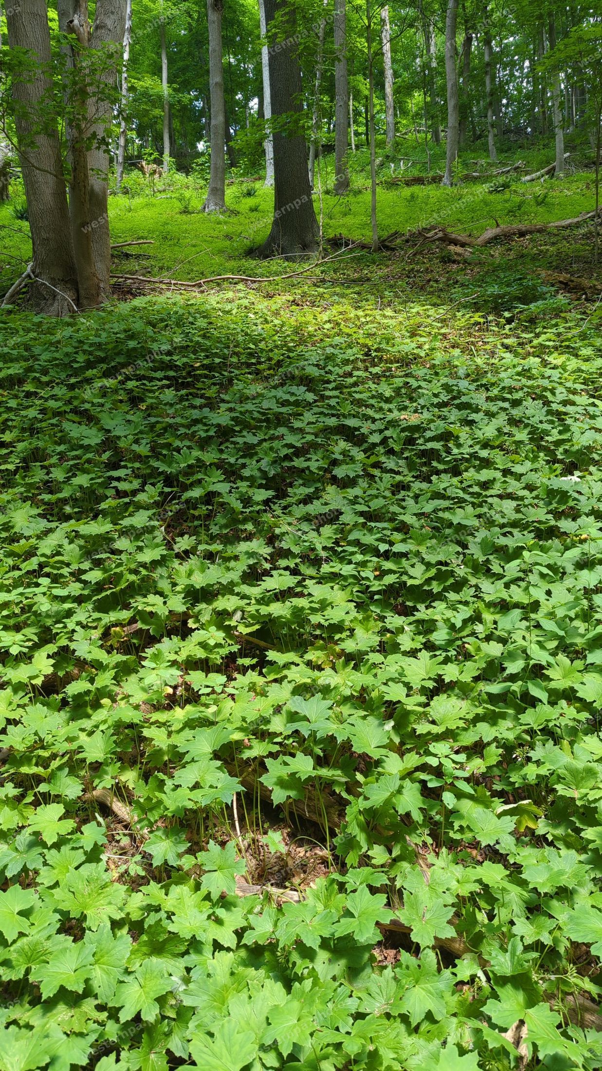 Green groundcover plants on a forest floor