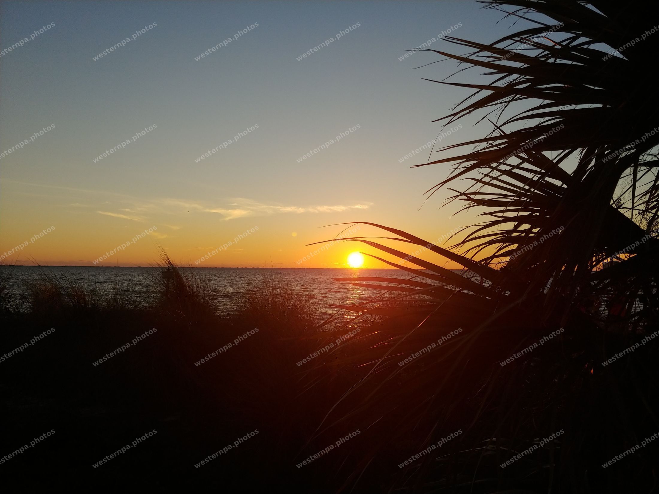 Coastal sunset with palm fronds in silhouette