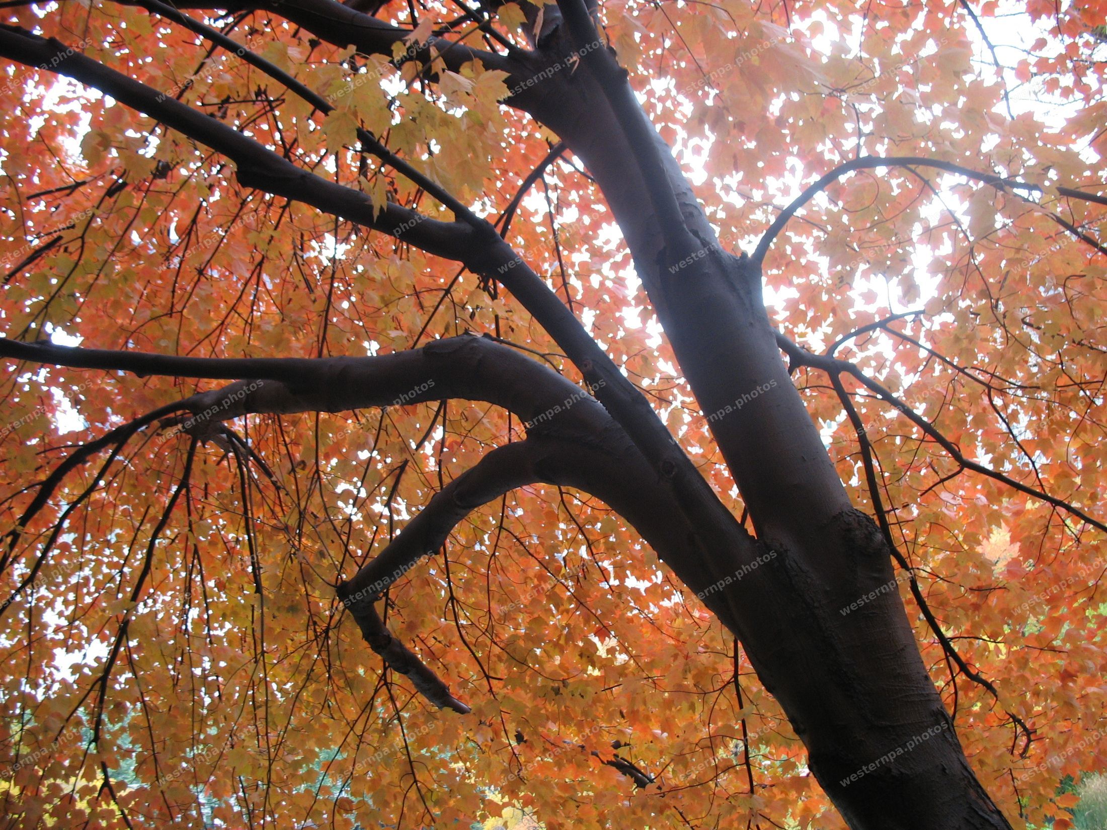 View up into the branches of a maple tree glowing orange with autumn leaves