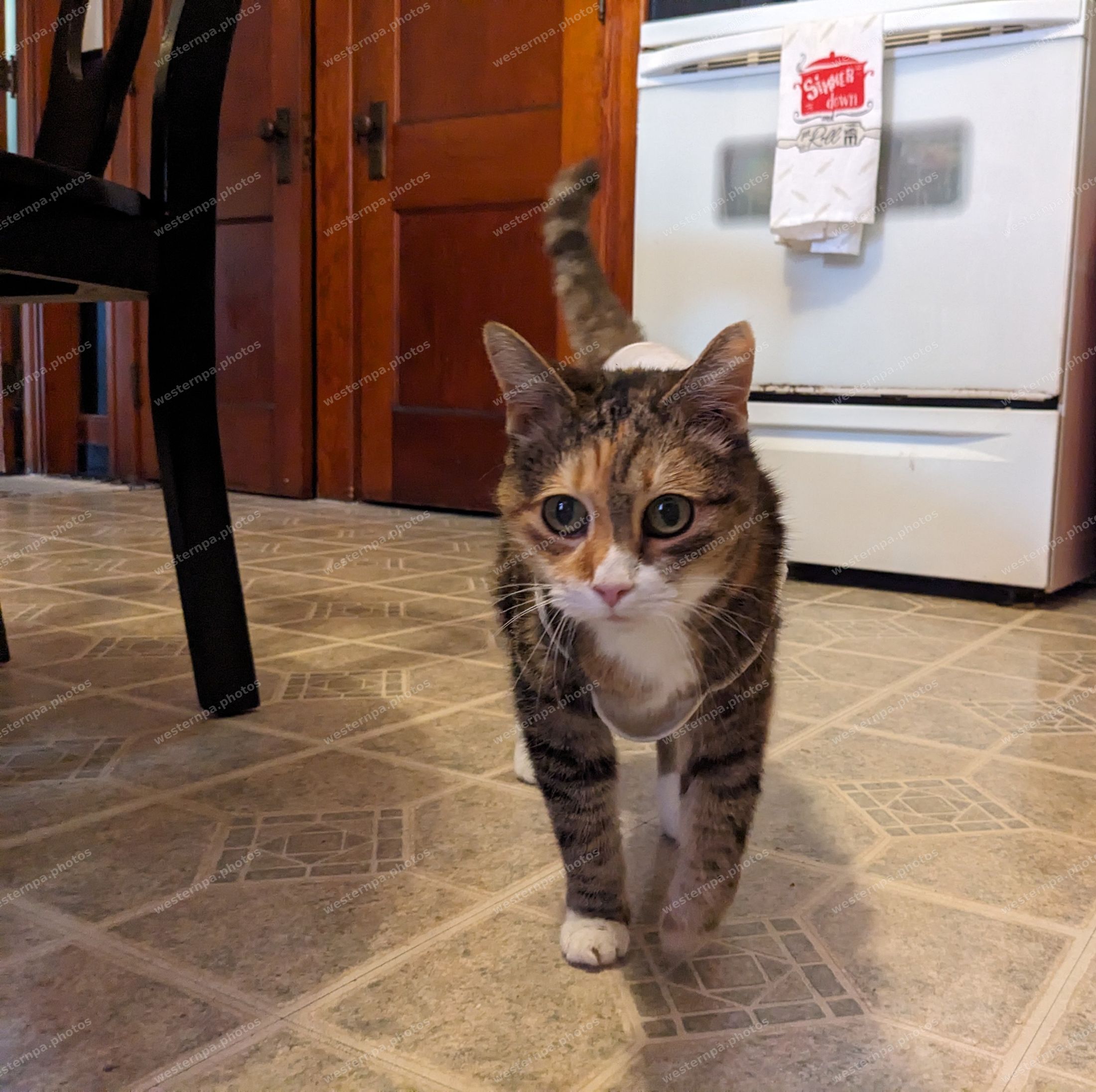 Calico cat walking toward the camera across a kitchen floor