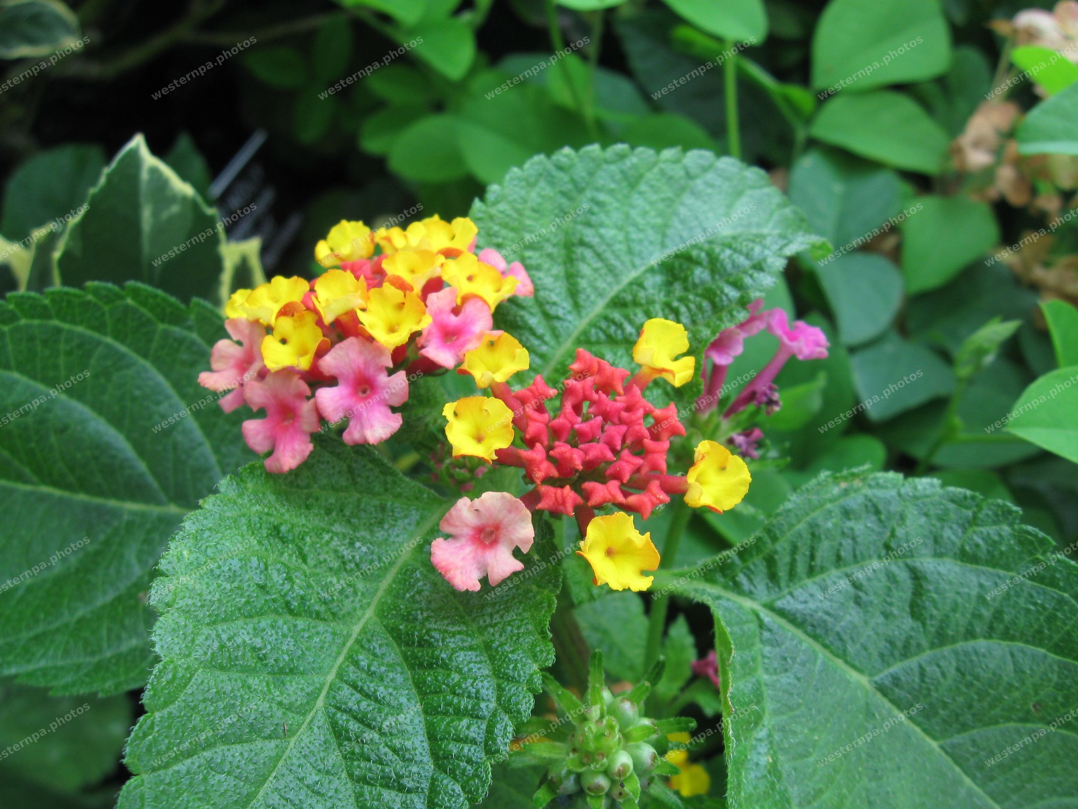 Close-up of lantana flower clusters in yellow, pink and red among textured green leaves