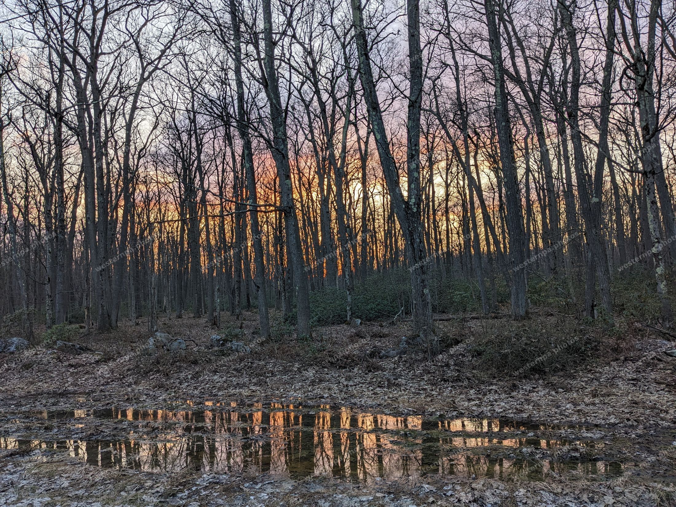 Sunset through bare woods reflected in a puddle