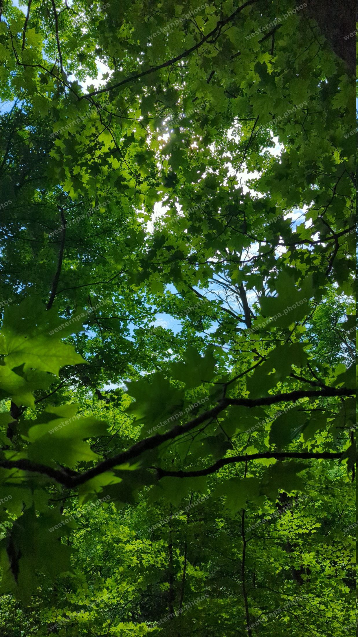 Upward view into a green maple canopy with blue sky and sun