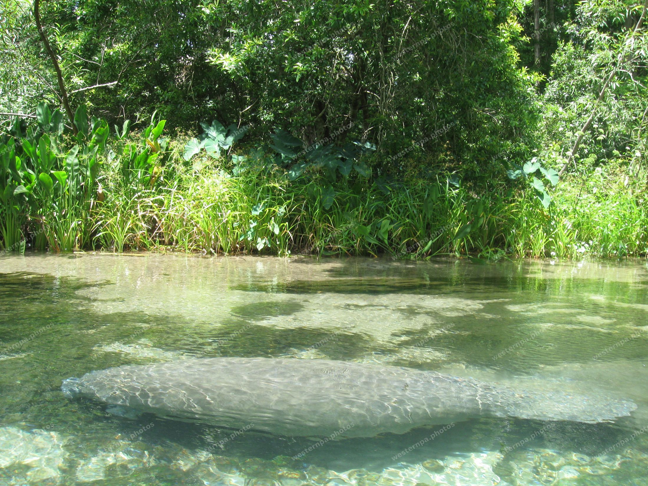 Manatee resting just below the surface of clear shallow spring water in front of a grassy bank