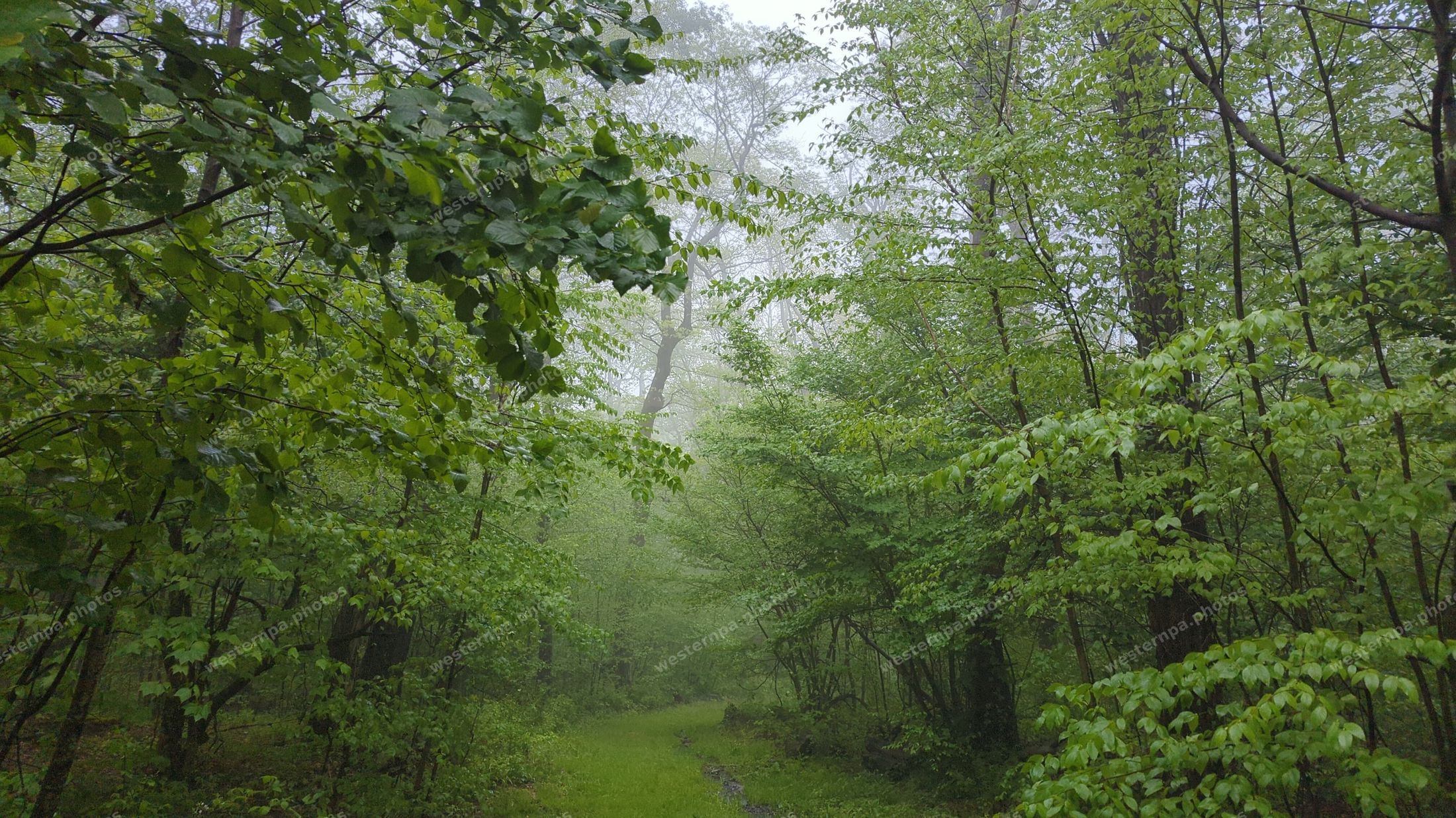 Foggy green forest trail in spring