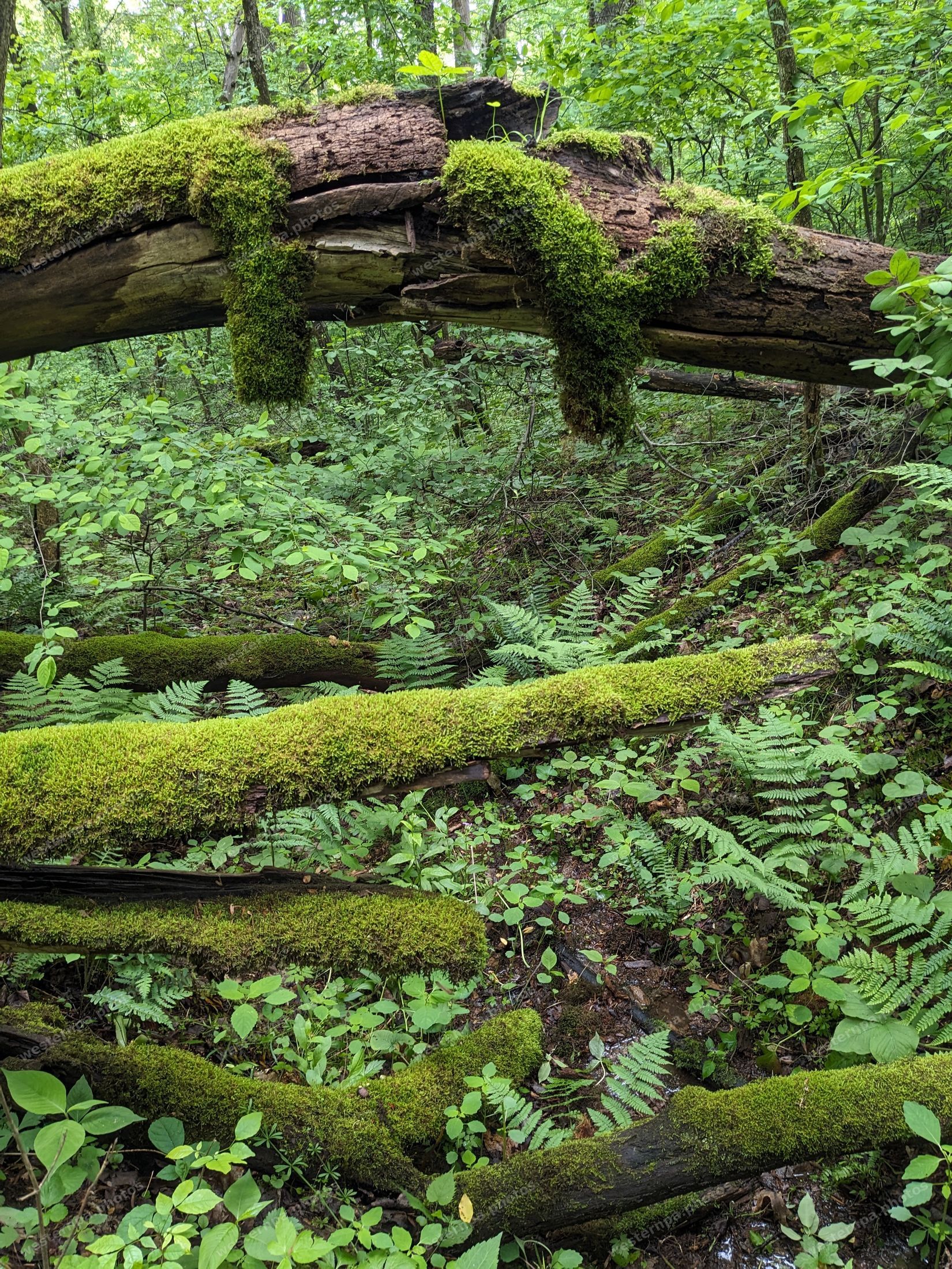 Moss-covered fallen logs and ferns in green forest