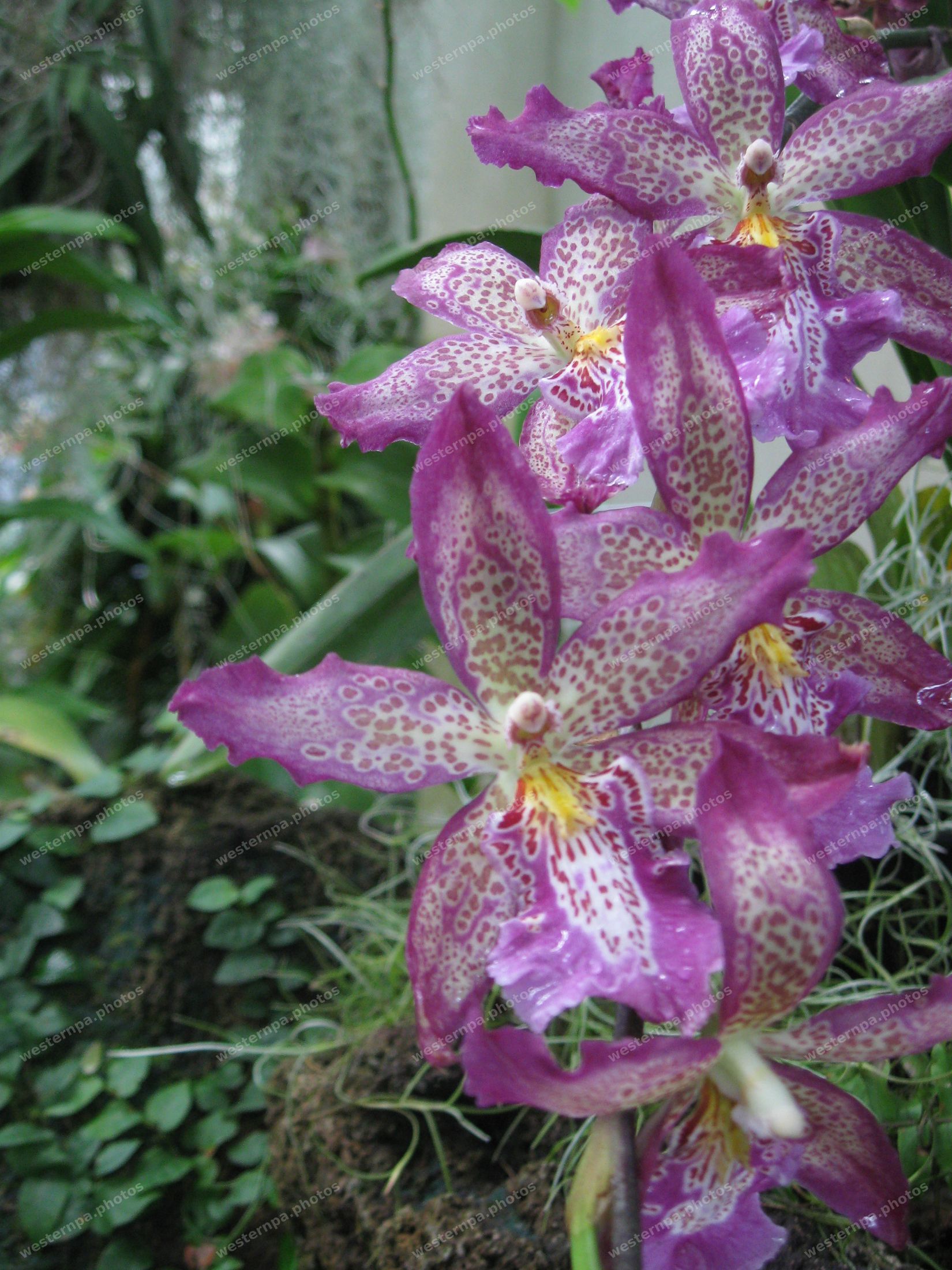 Spray of purple-spotted orchid blooms arcing across a mossy wall