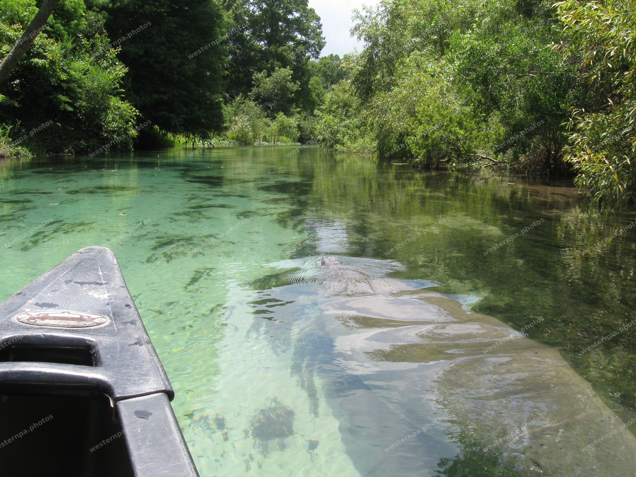 Canoe bow on a clear green river with a manatee visible underwater ahead