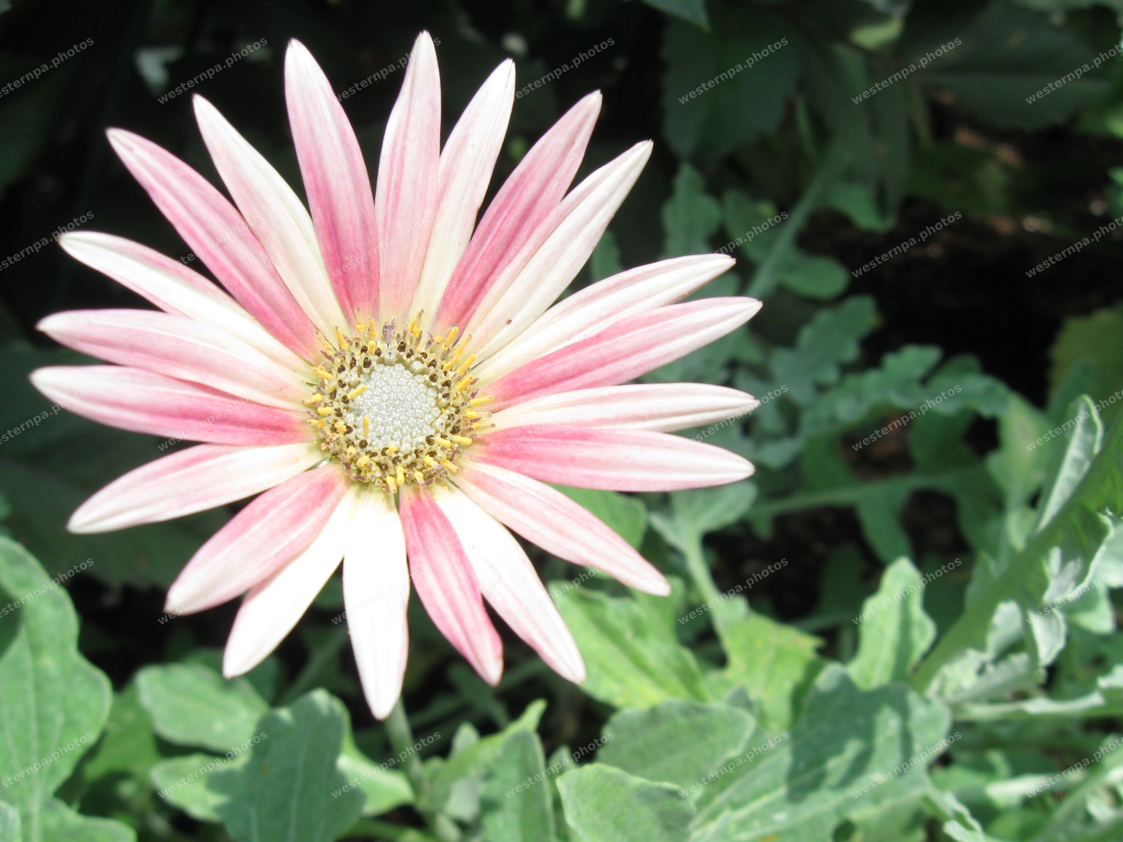 Single pink and white daisy flower with yellow center against silvery green leaves