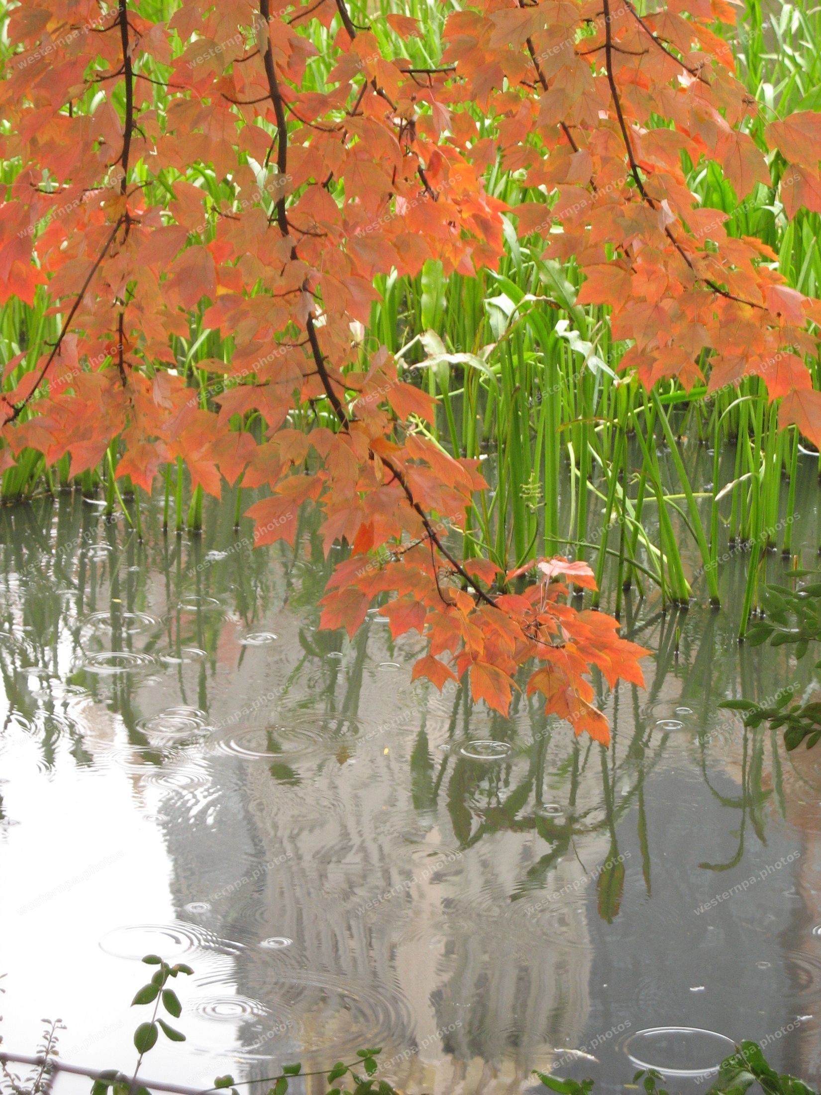 Orange autumn maple leaves hanging over a grey pond dotted with raindrop ripples and green reeds