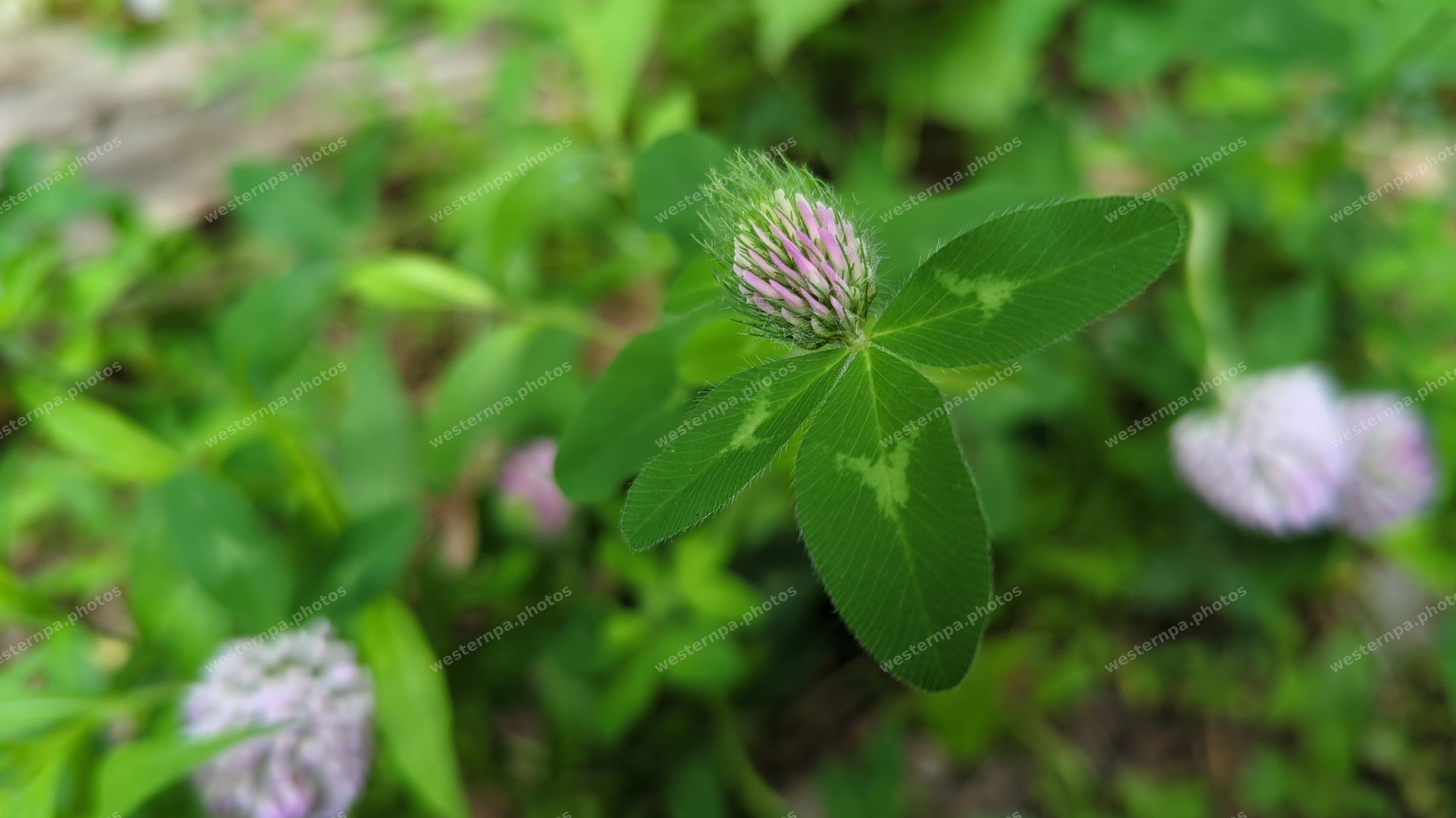 Red clover flower and leaves