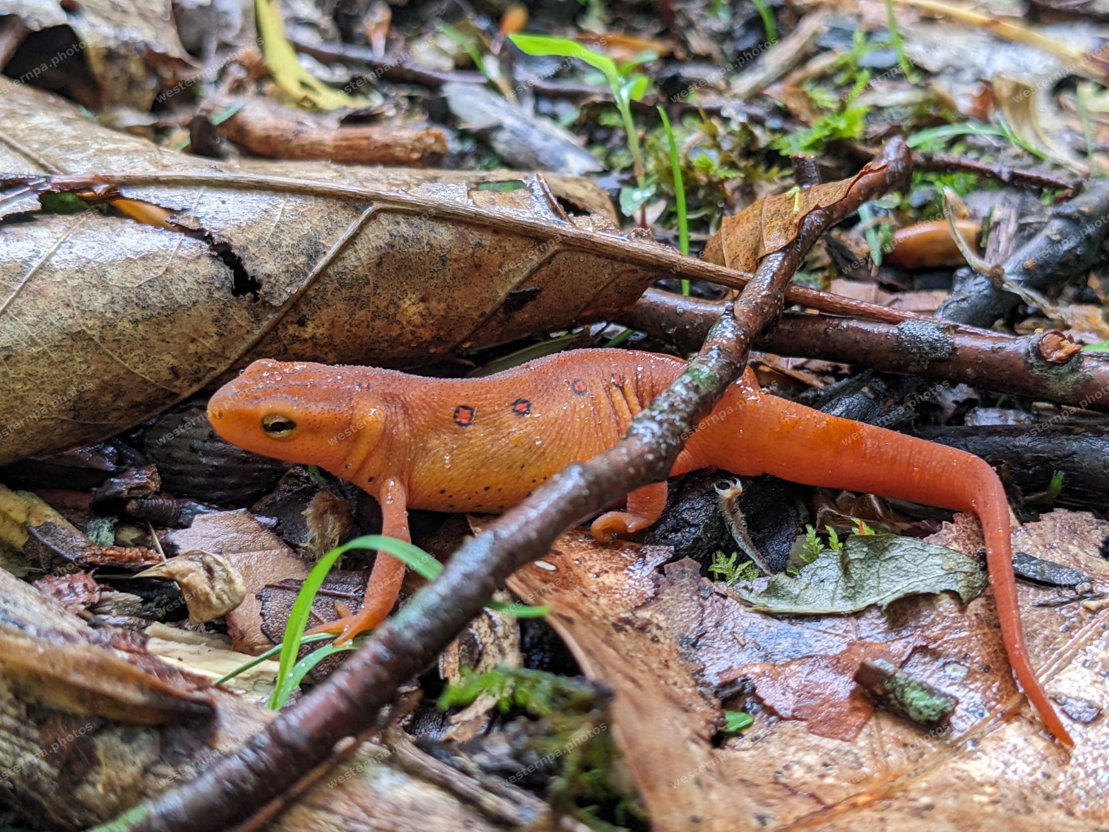 Orange red-spotted newt on leaves and twigs