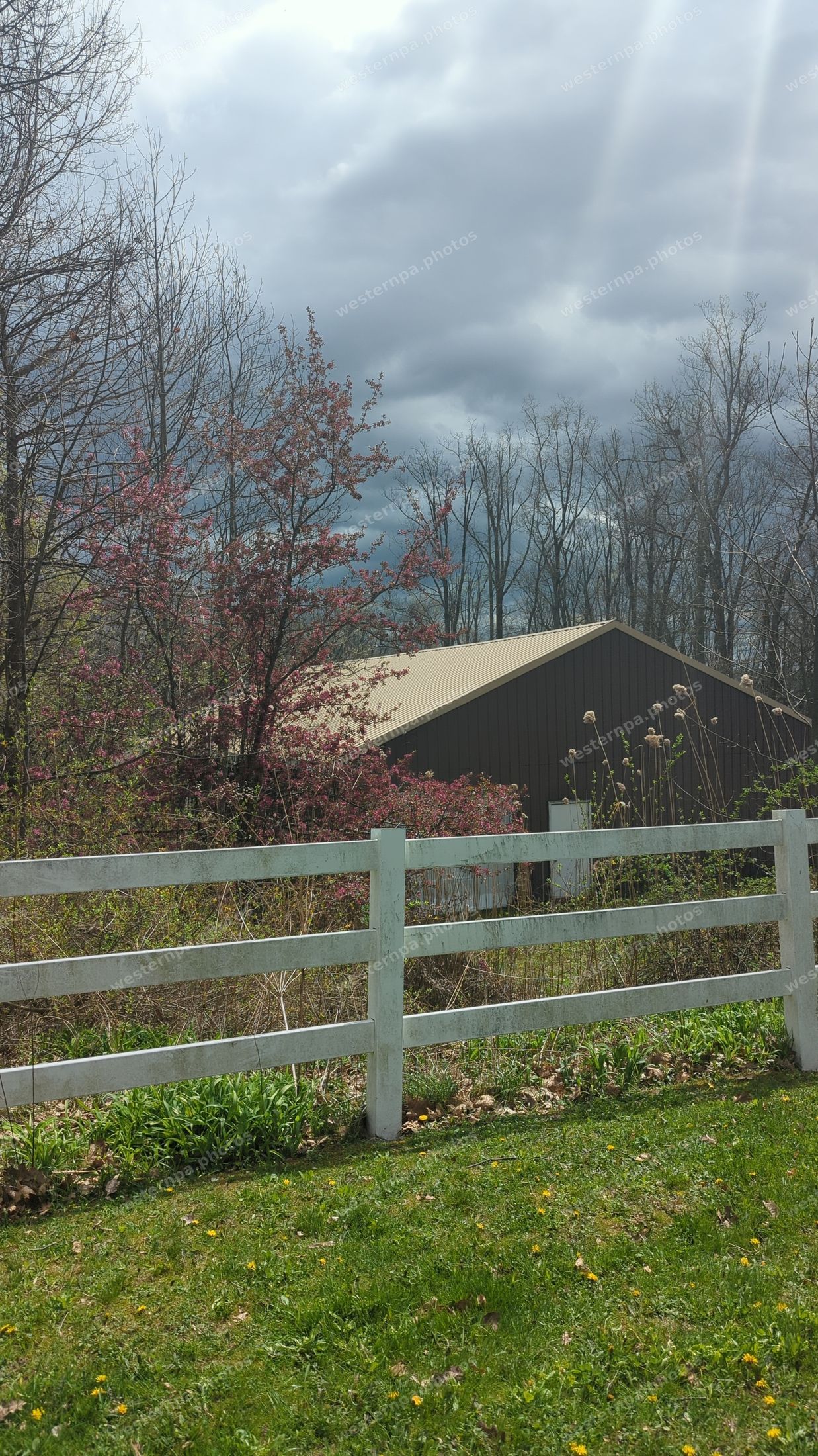 Flowering tree and barn behind a white fence in spring
