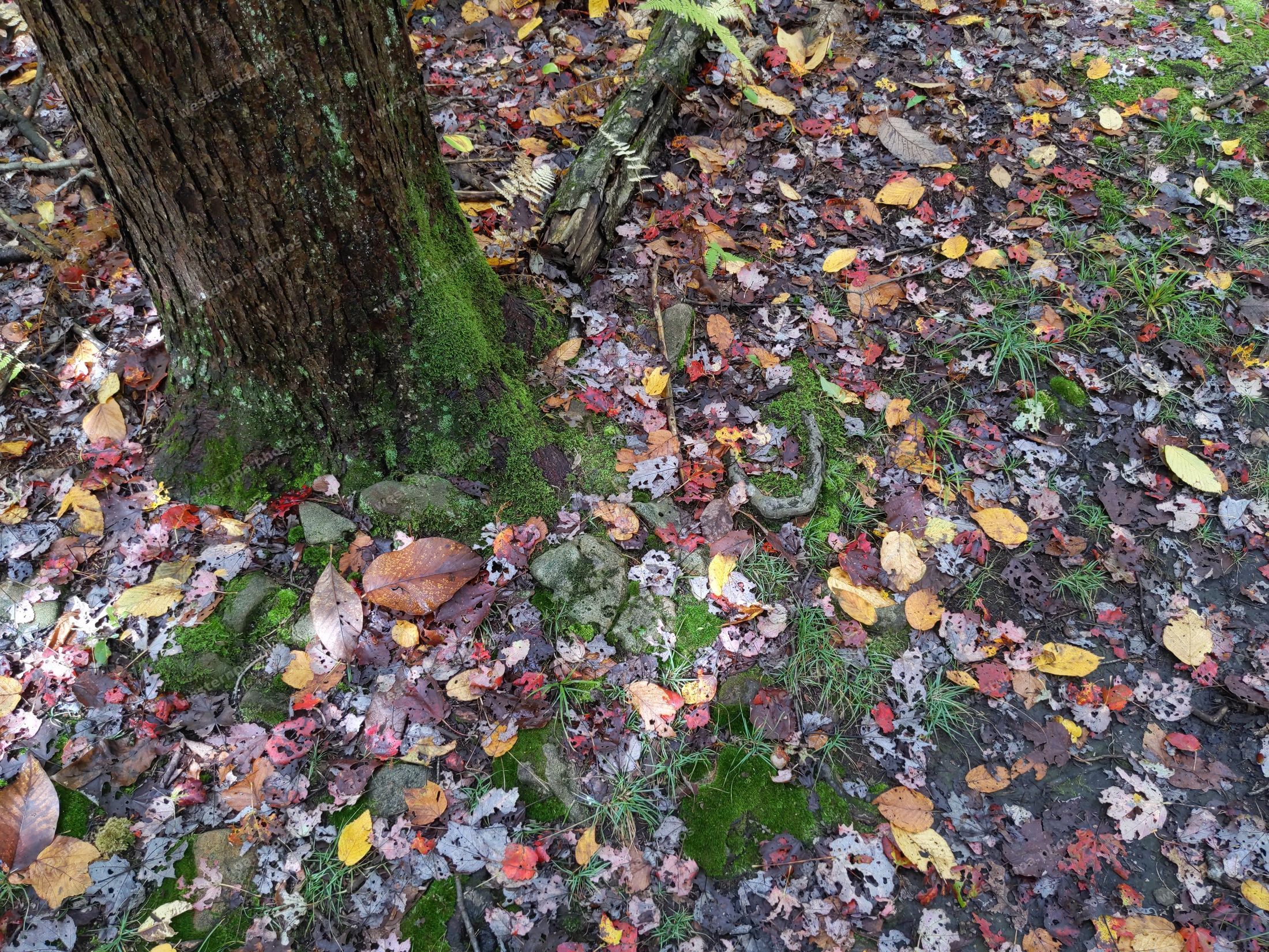 Mossy tree roots surrounded by fallen autumn leaves