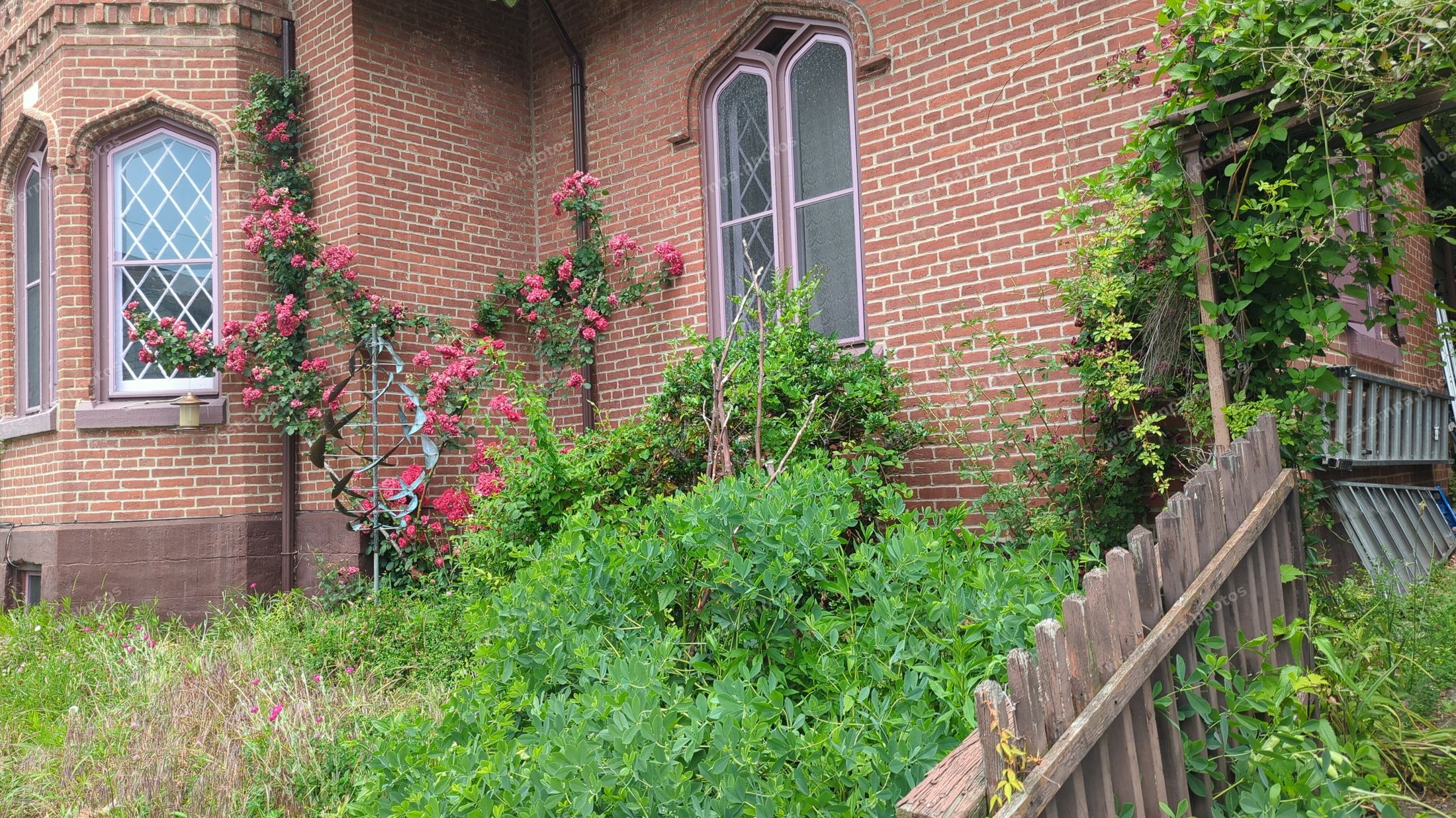 Pink climbing roses on a brick building