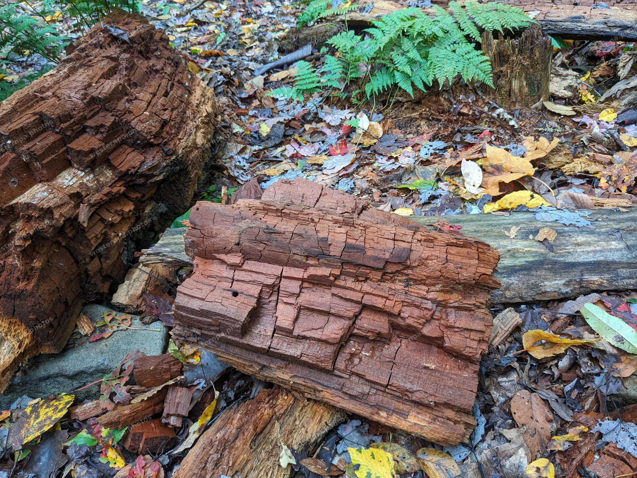 Close-up of a decaying log on the forest floor