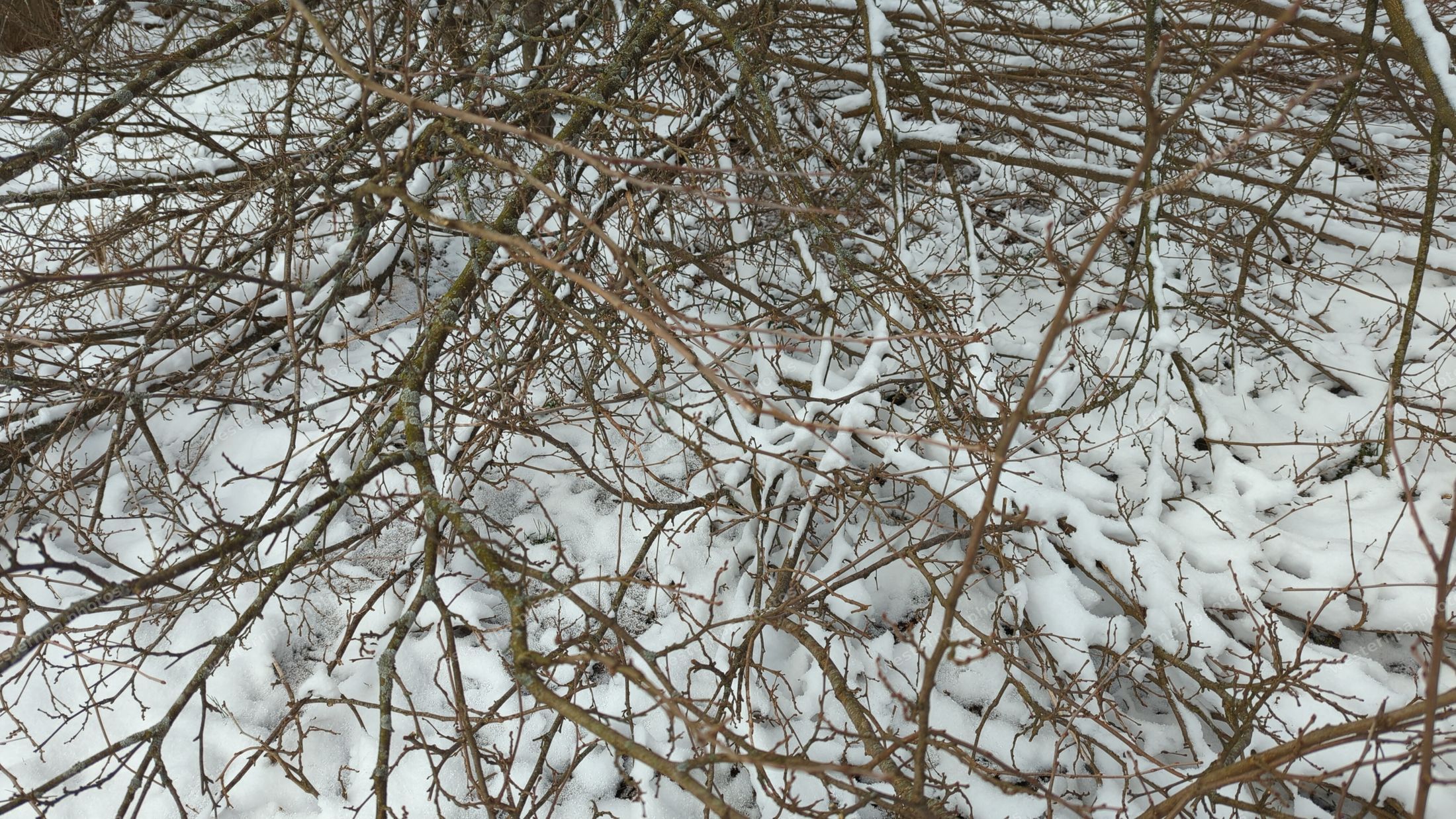 Snow-covered bare branches over snowy ground
