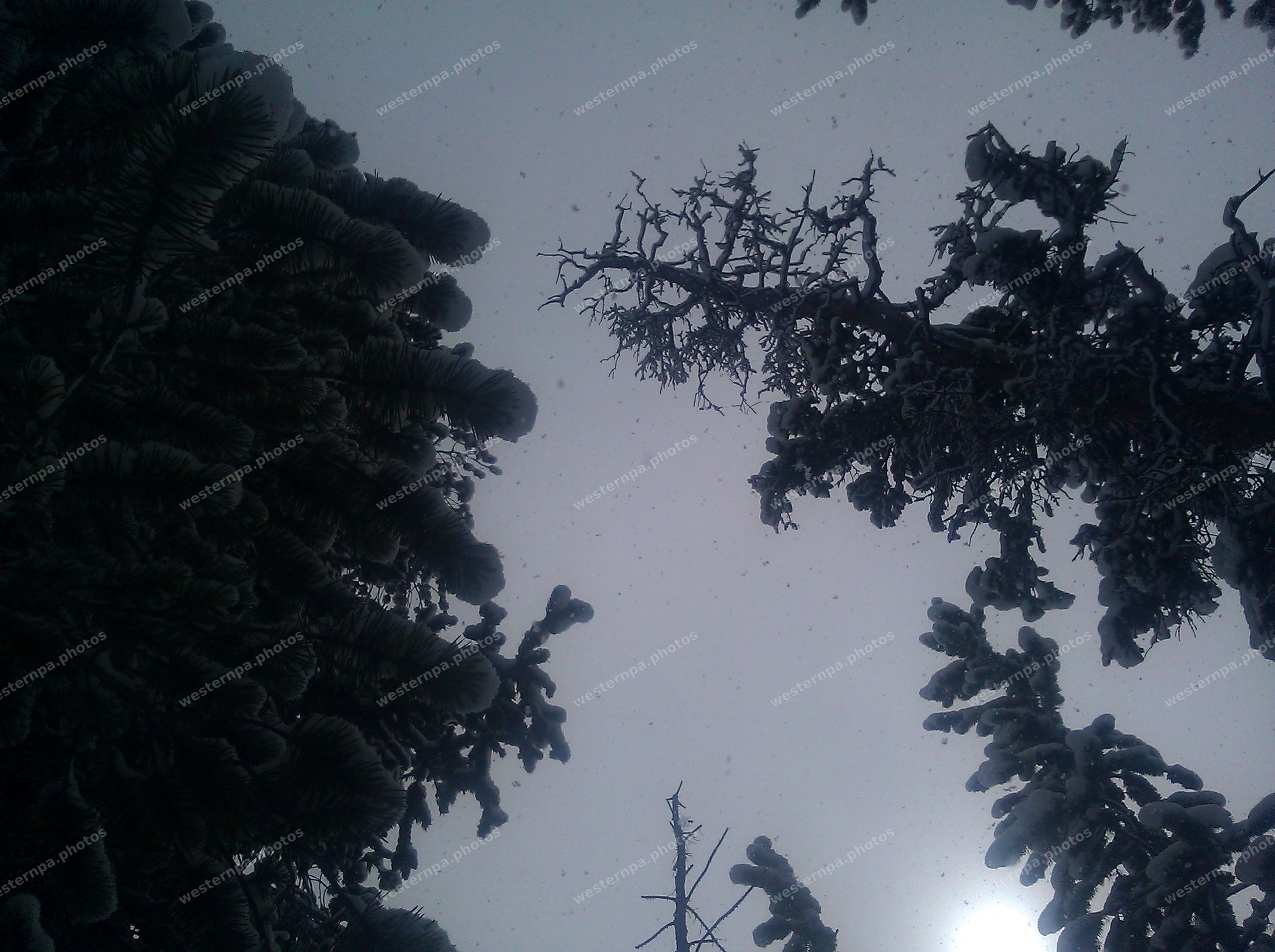 Looking up at snow falling through frost-covered spruce trees against a pale sky