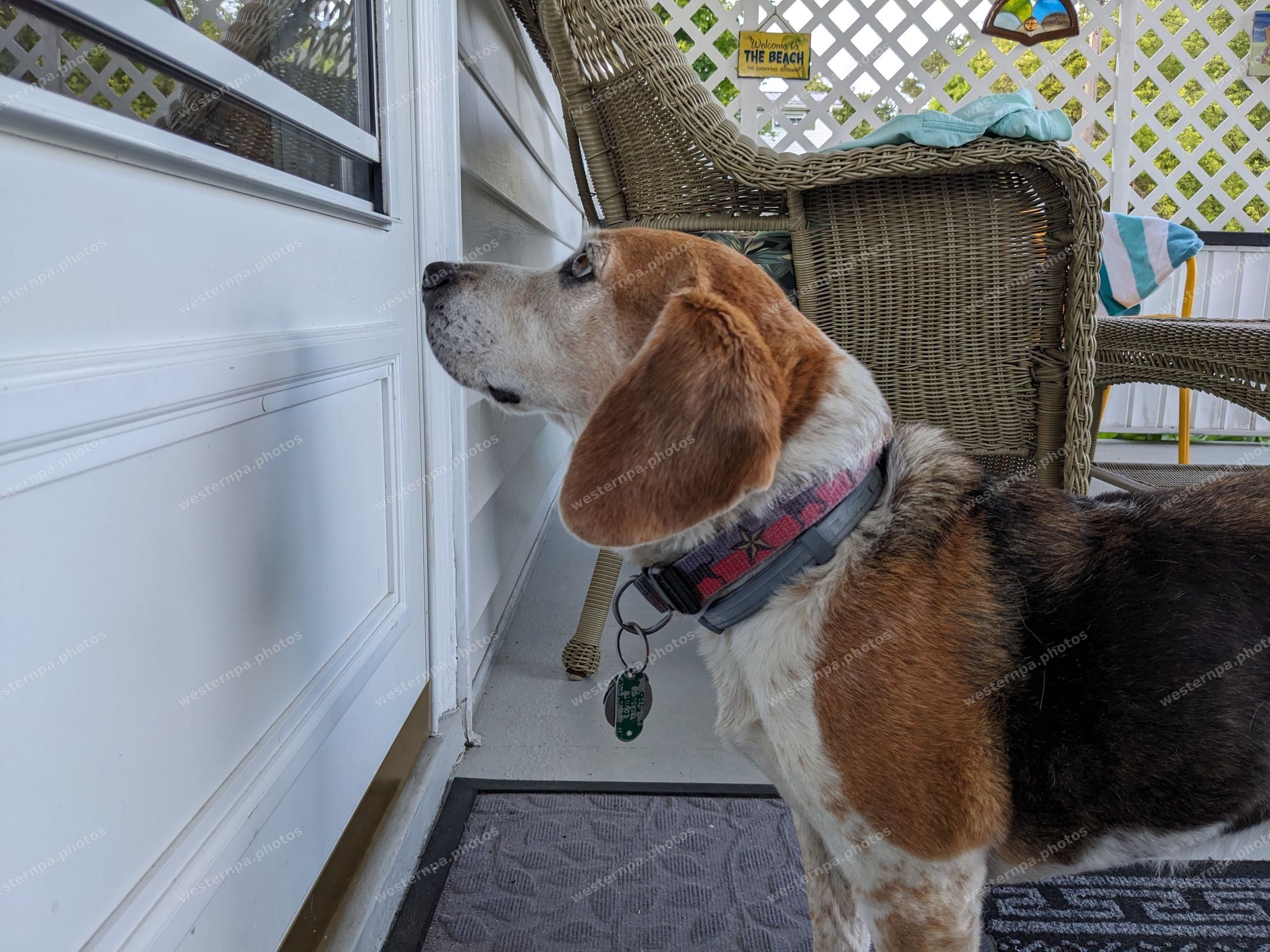 Beagle standing on a porch looking out