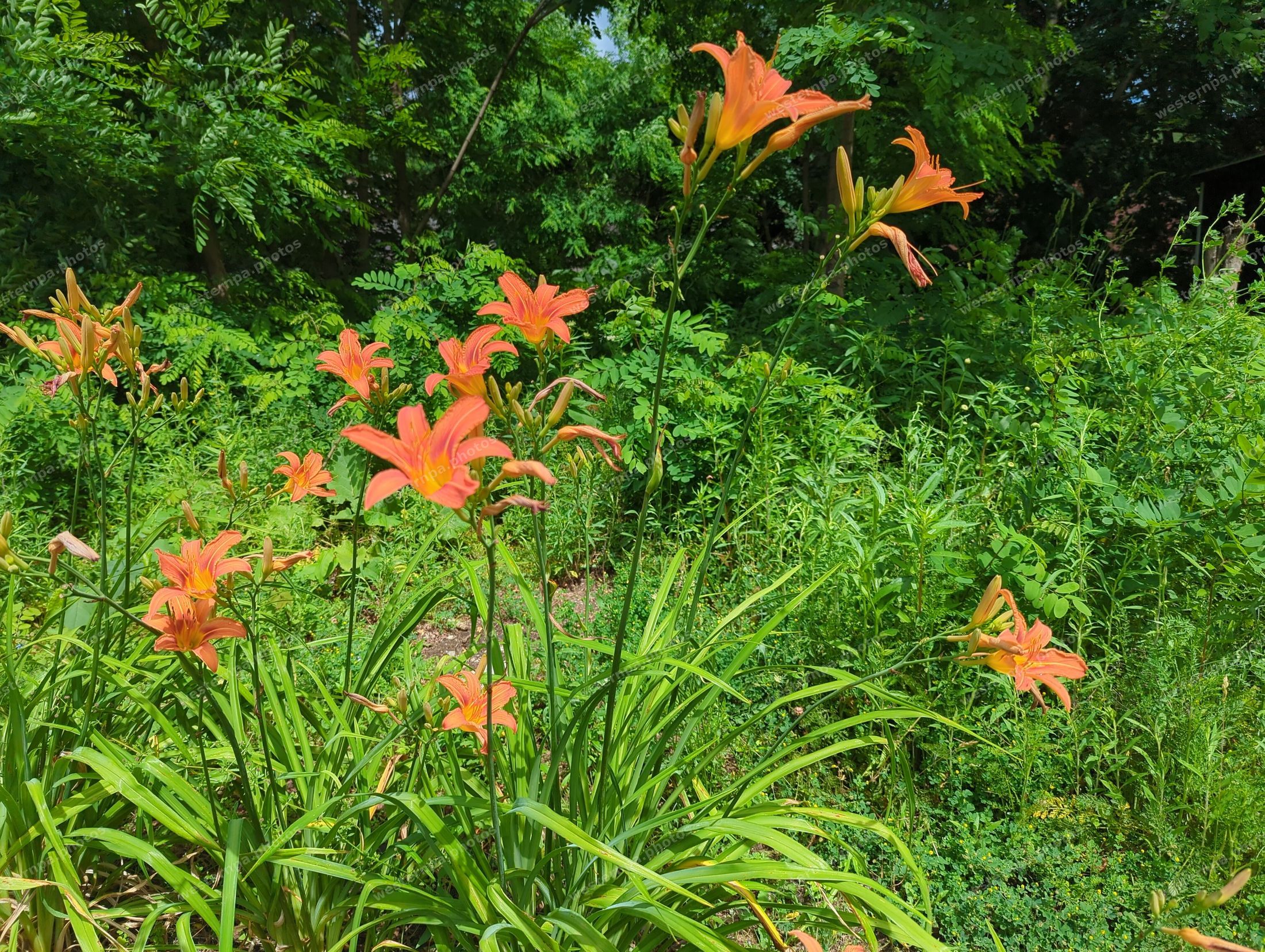 Cluster of orange daylilies blooming in a lush green summer meadow