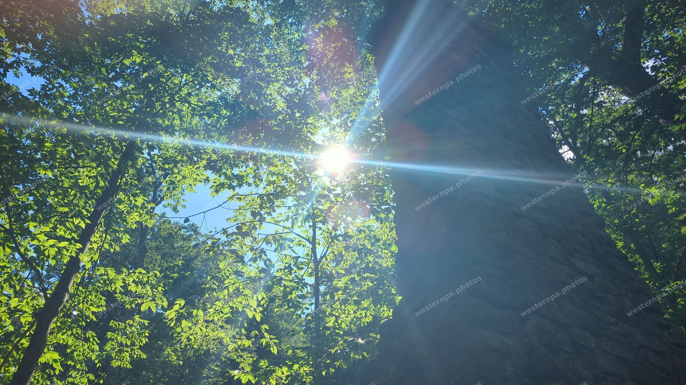 Sun flare through green tree leaves beside a stone wall