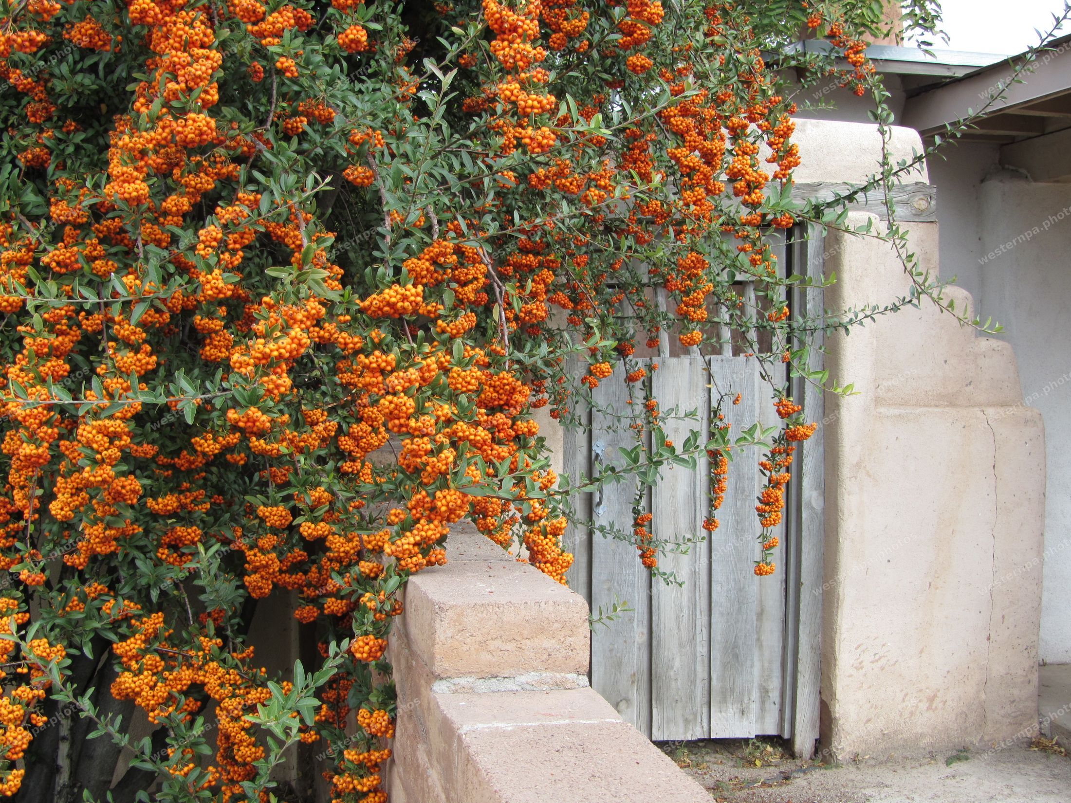 Orange firethorn berries cascading over an adobe wall beside a weathered wooden gate