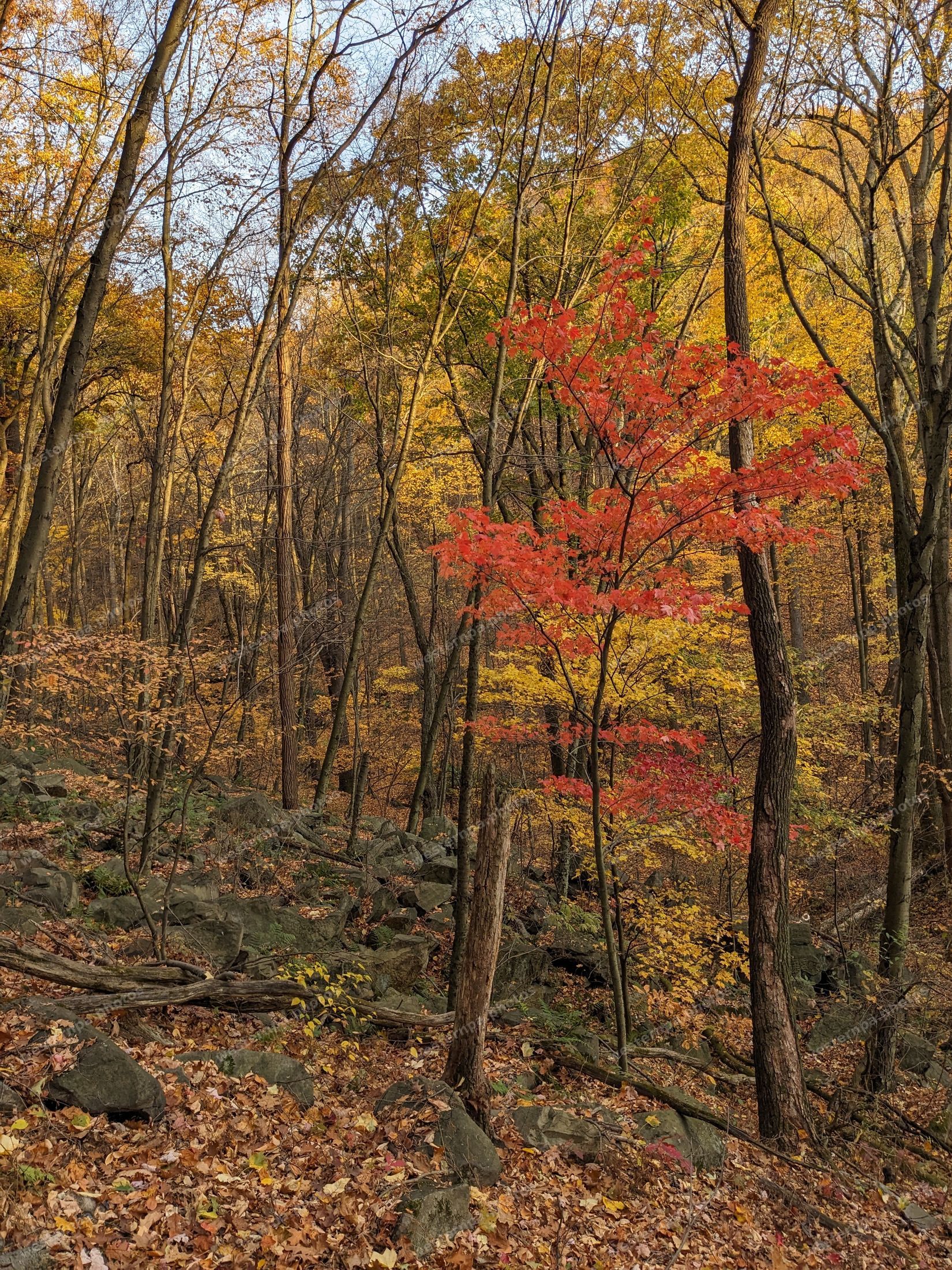 Bright red maple among yellow autumn trees
