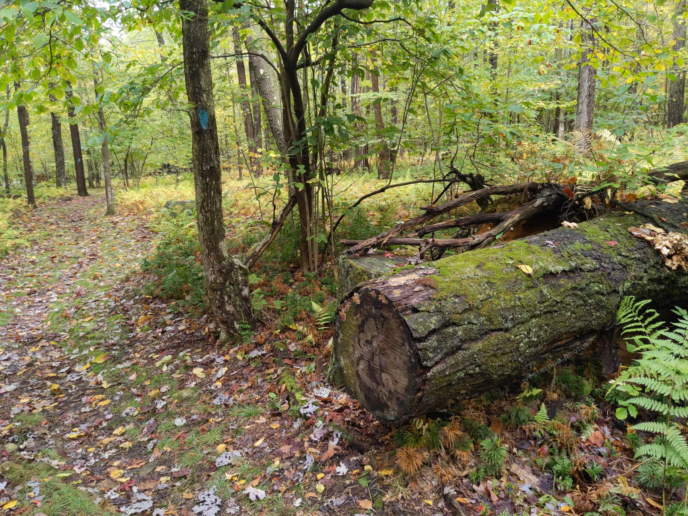 Moss-covered fallen log beside a forest trail