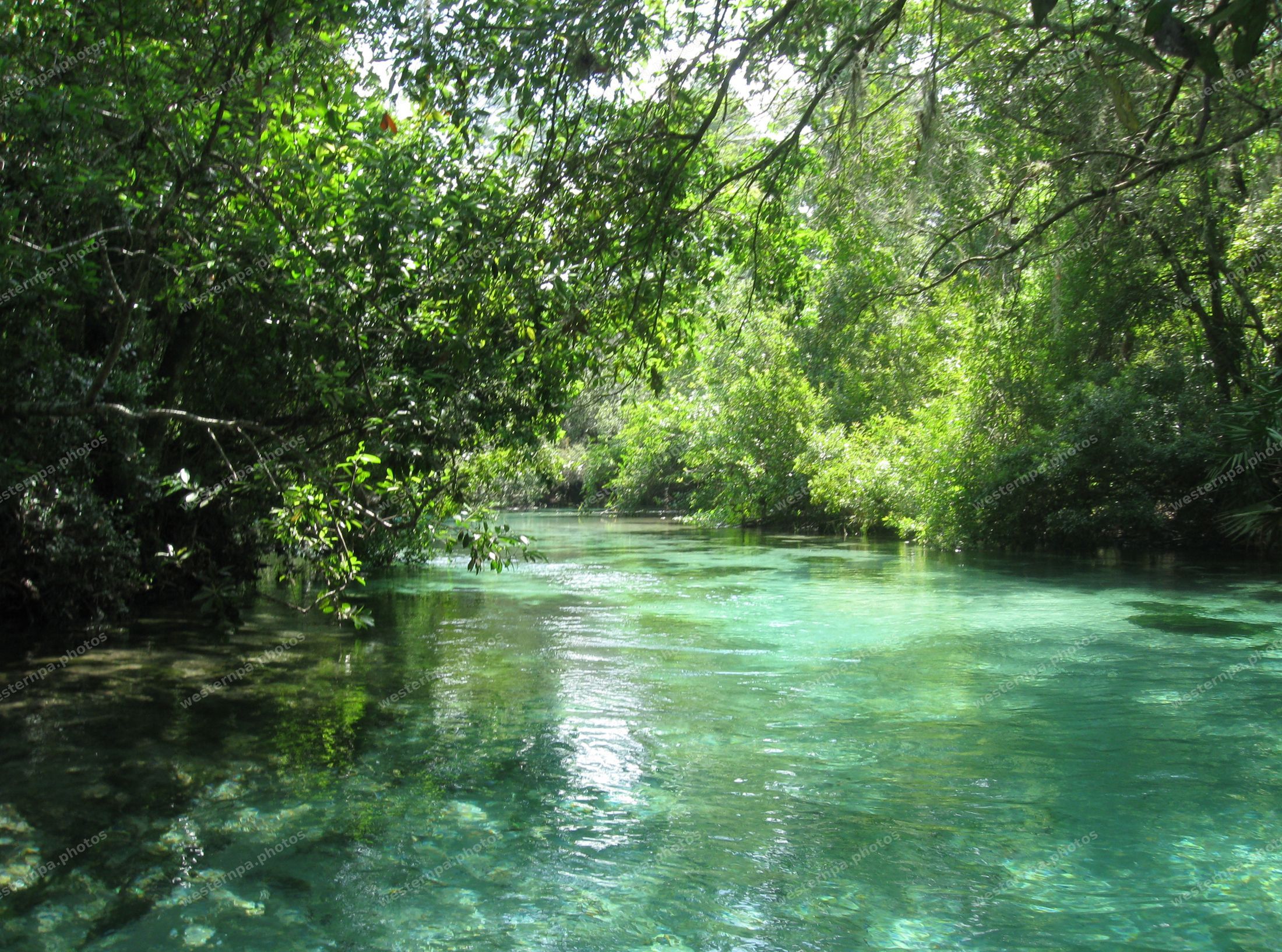 Turquoise spring-fed river winding beneath overhanging green trees