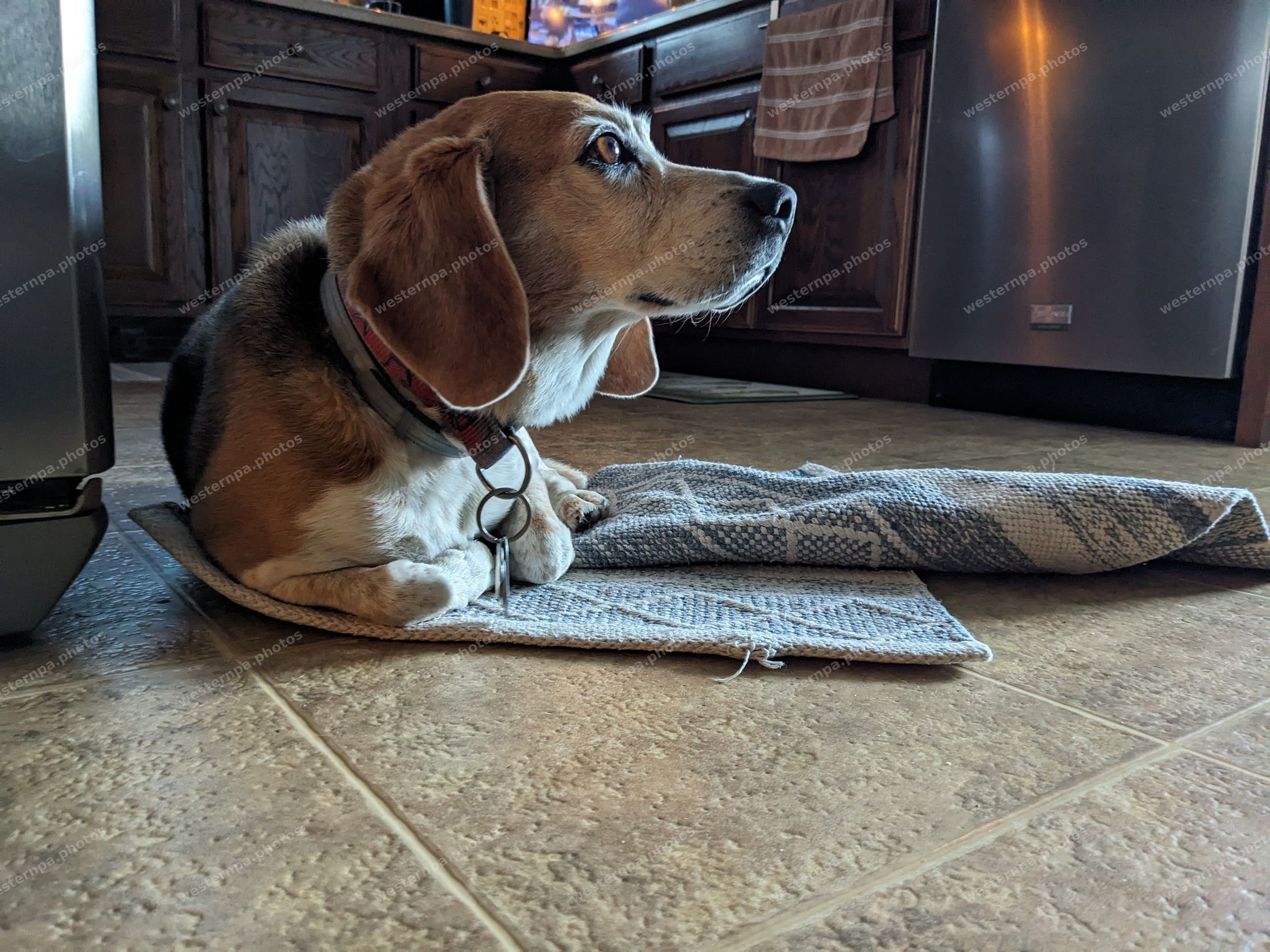 Beagle lying on a mat in a kitchen