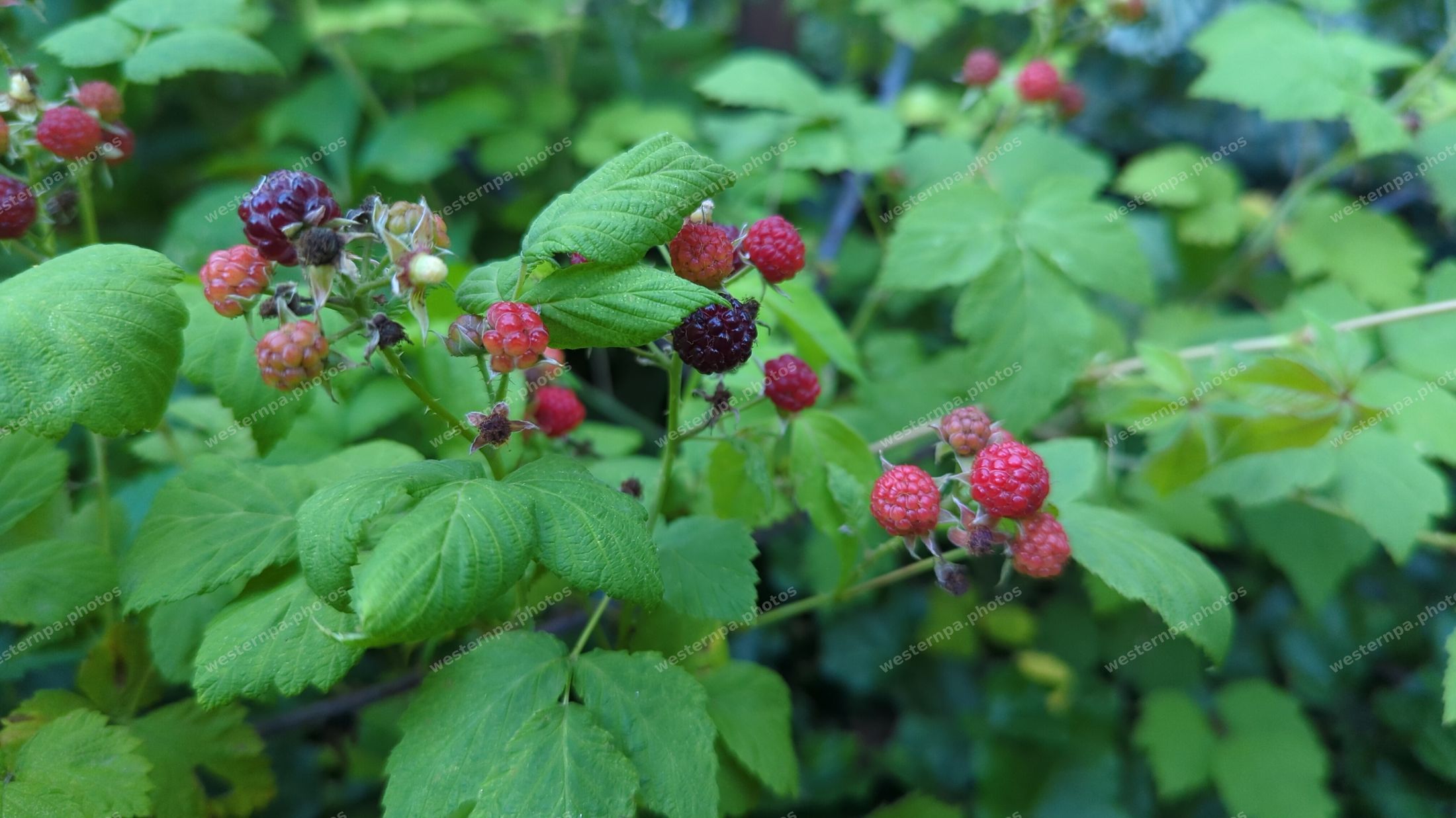 Wild raspberries on the cane