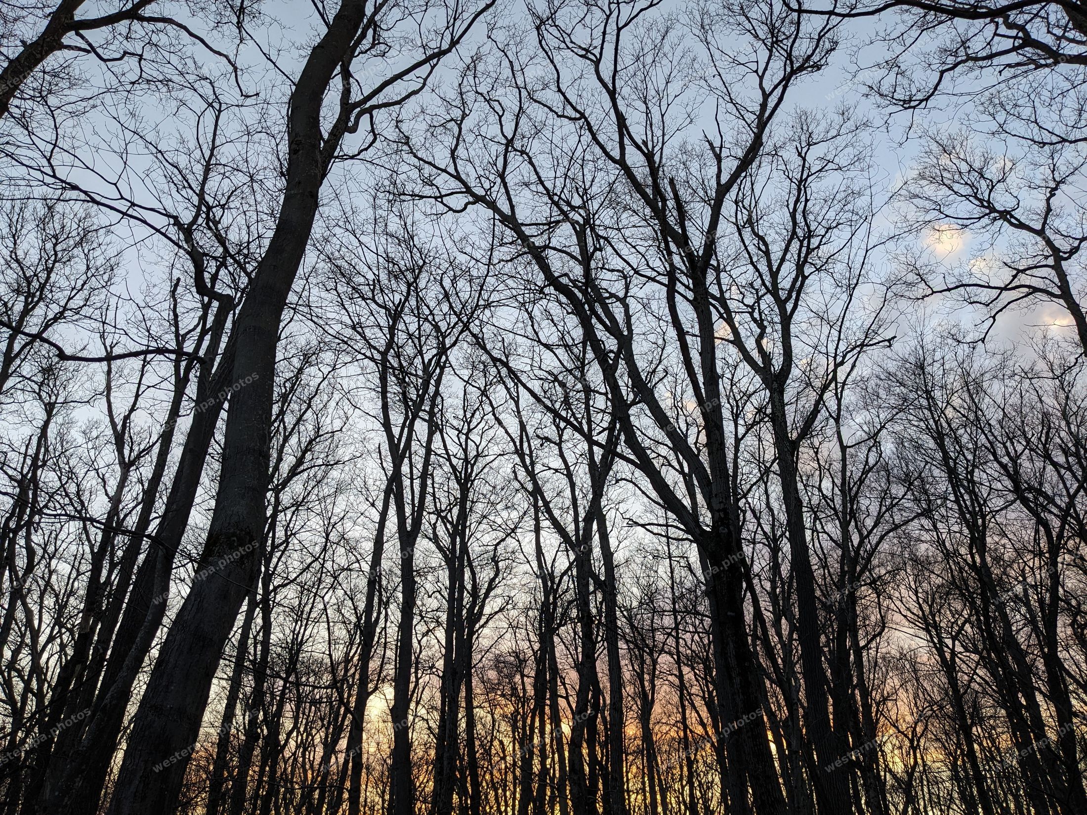 Silhouetted bare trees against a dusk sky