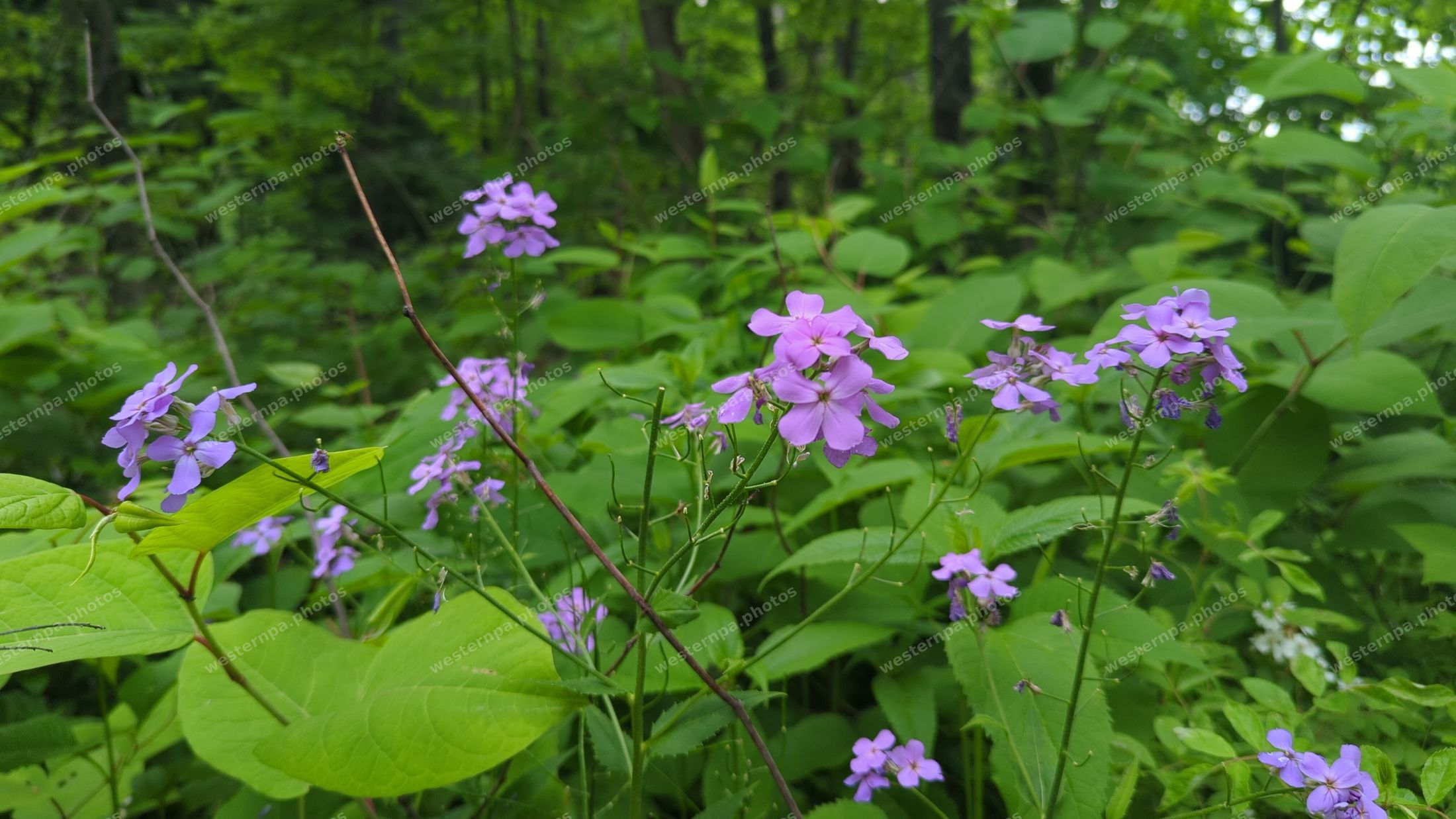 Purple wildflowers in a green forest